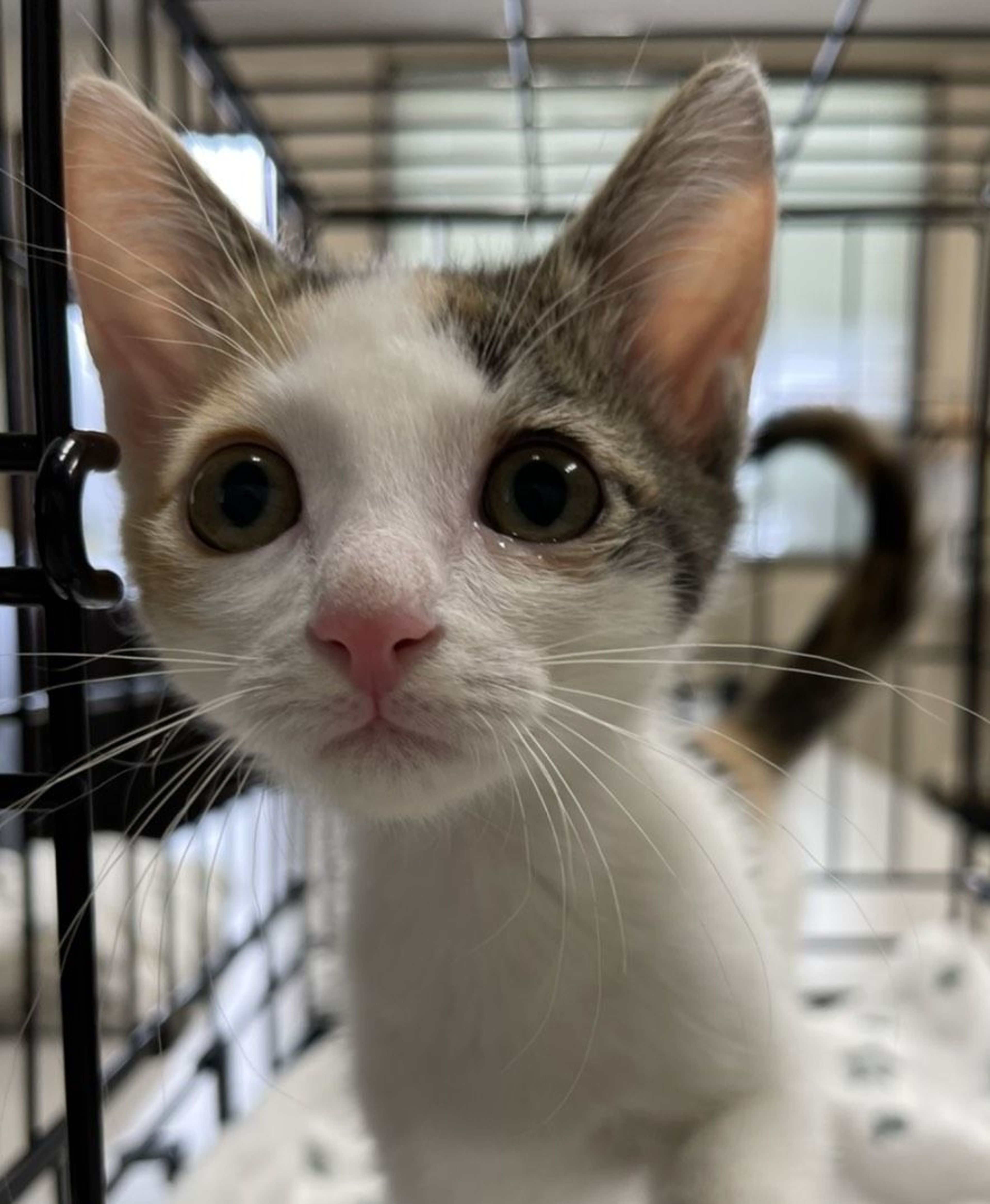 雑種（ミックス猫）・メスの里親募集の写真