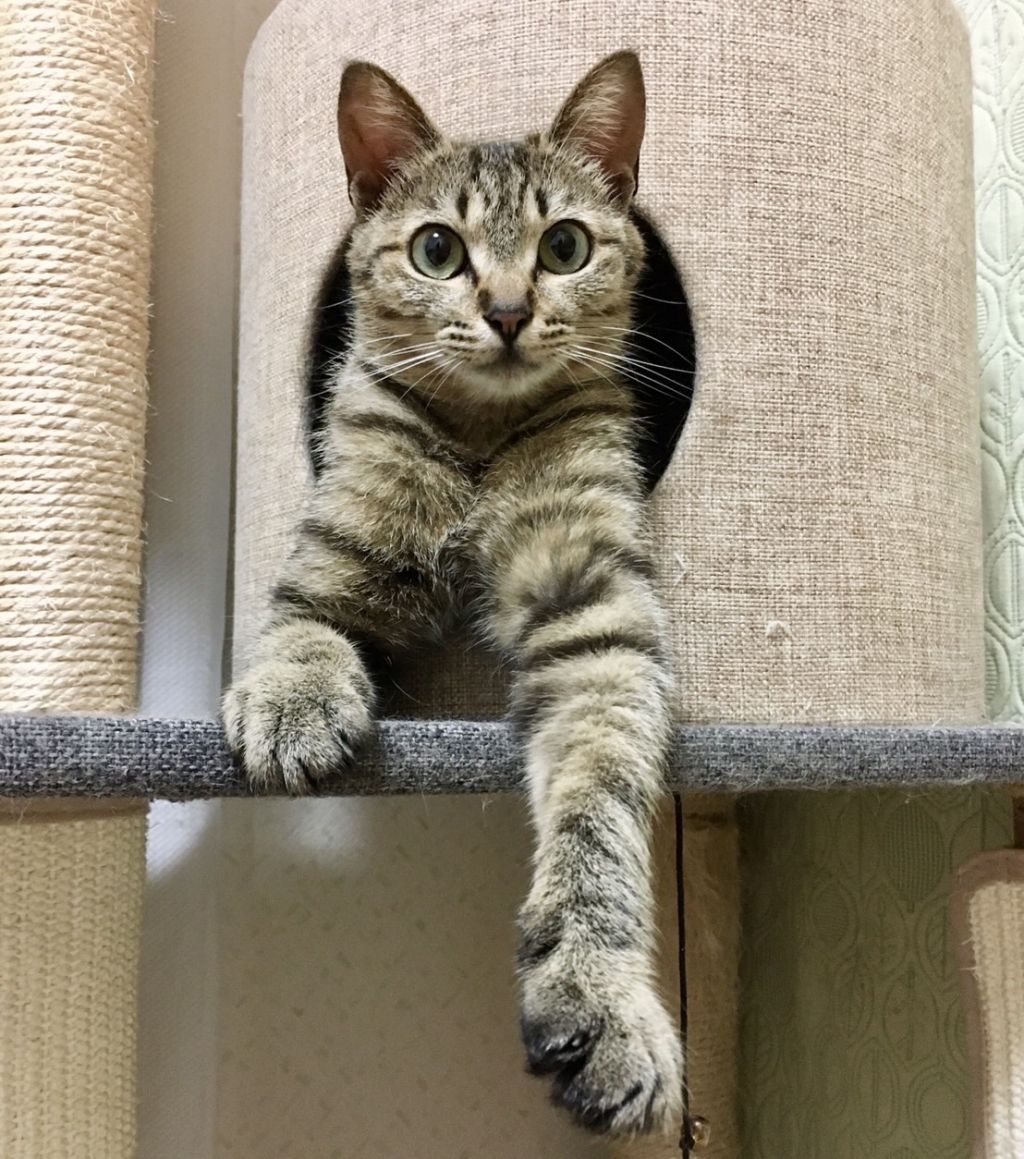 人馴れ訓練の真っ最中♡ダフネちゃん | 雑種（ミックス猫