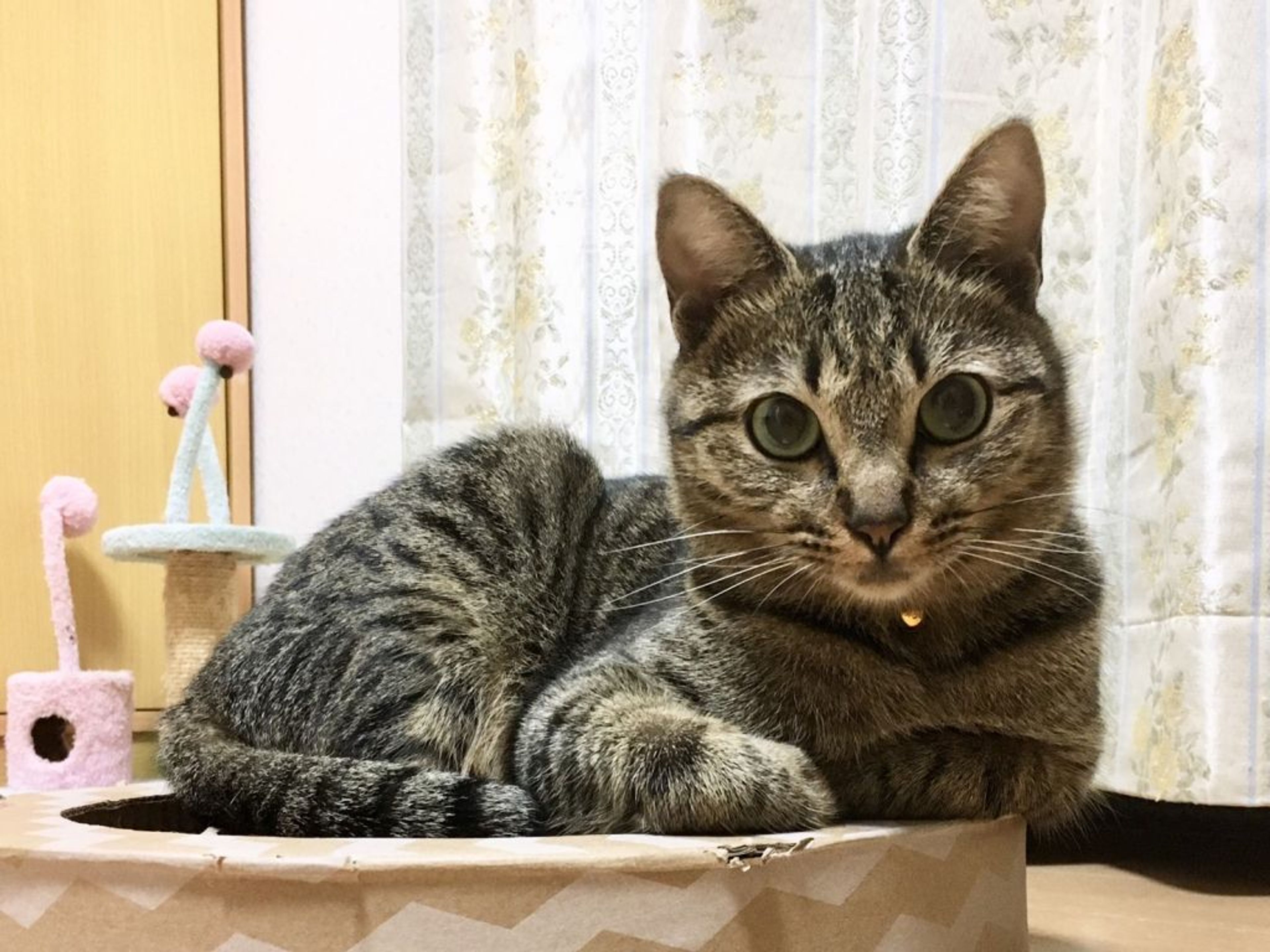 pet-image-3