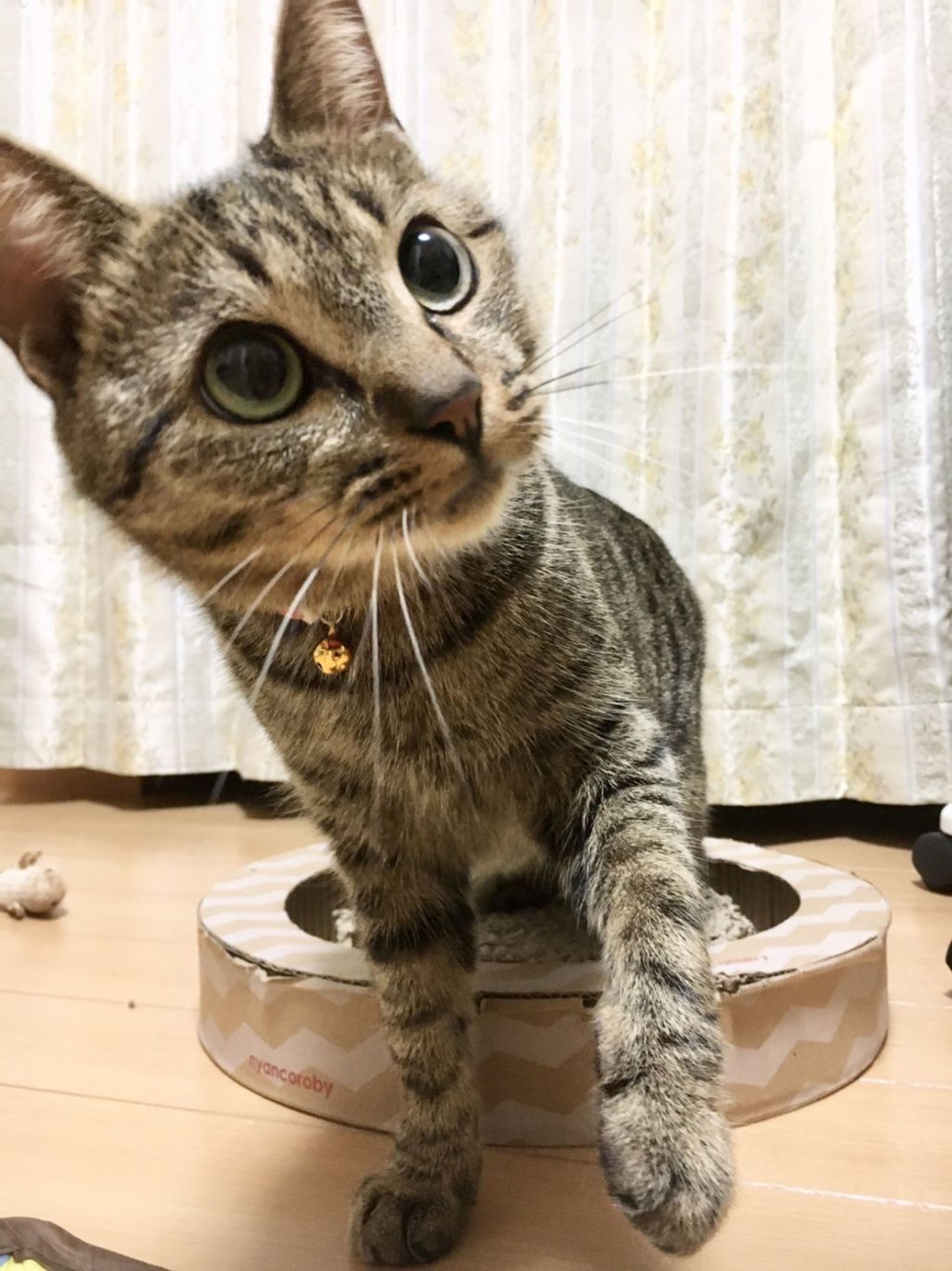 pet-image-4