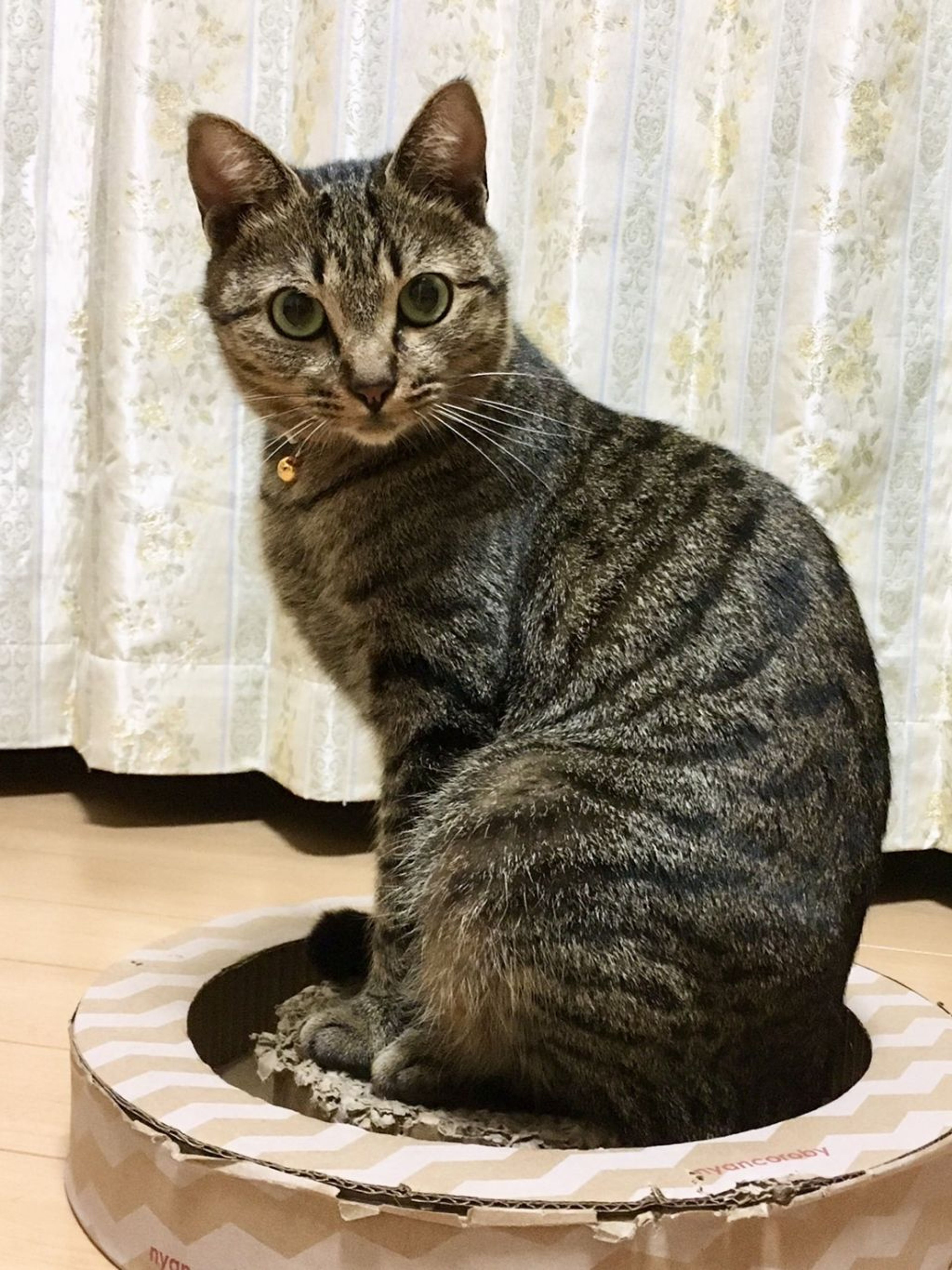 pet-image-5
