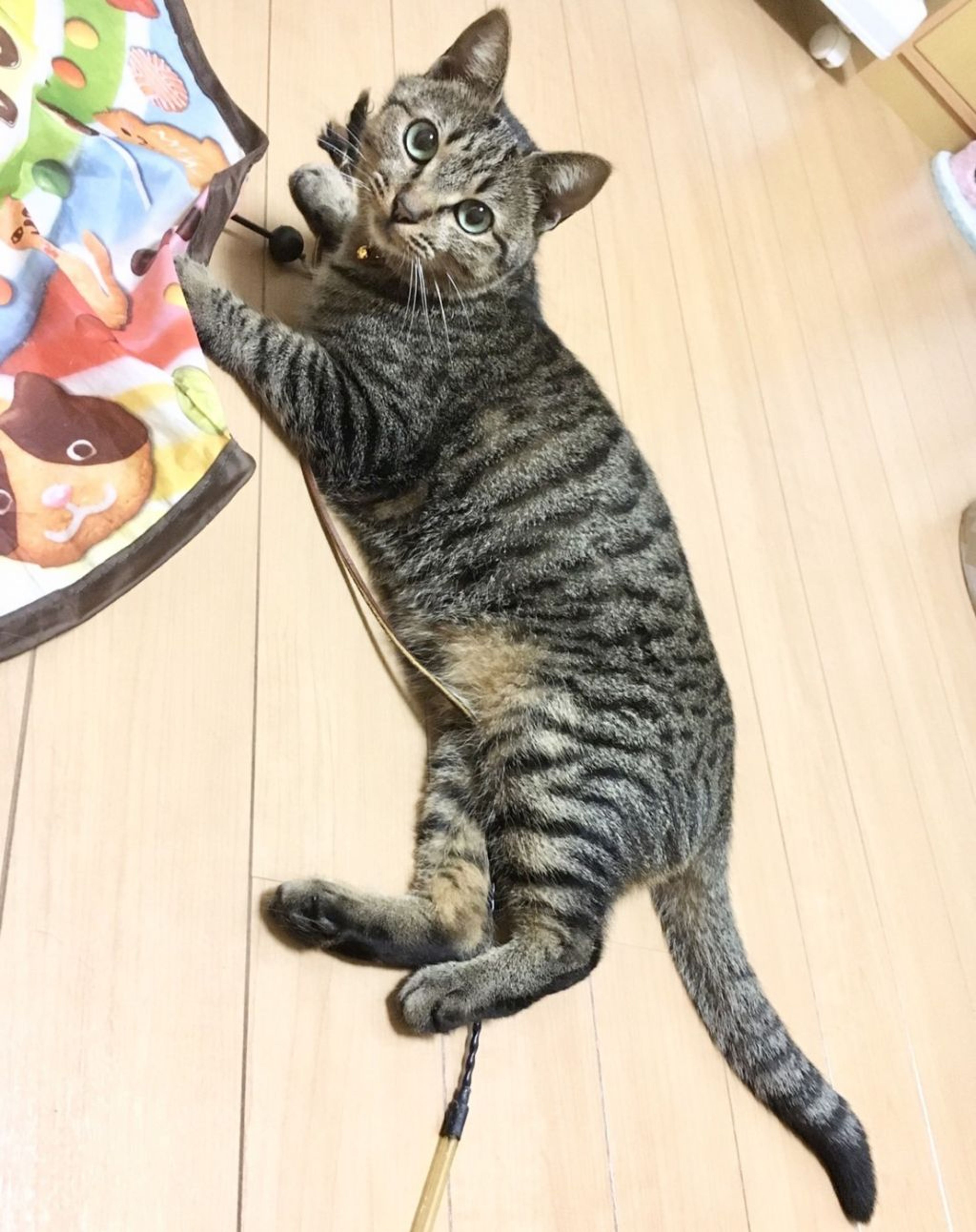 pet-image-6