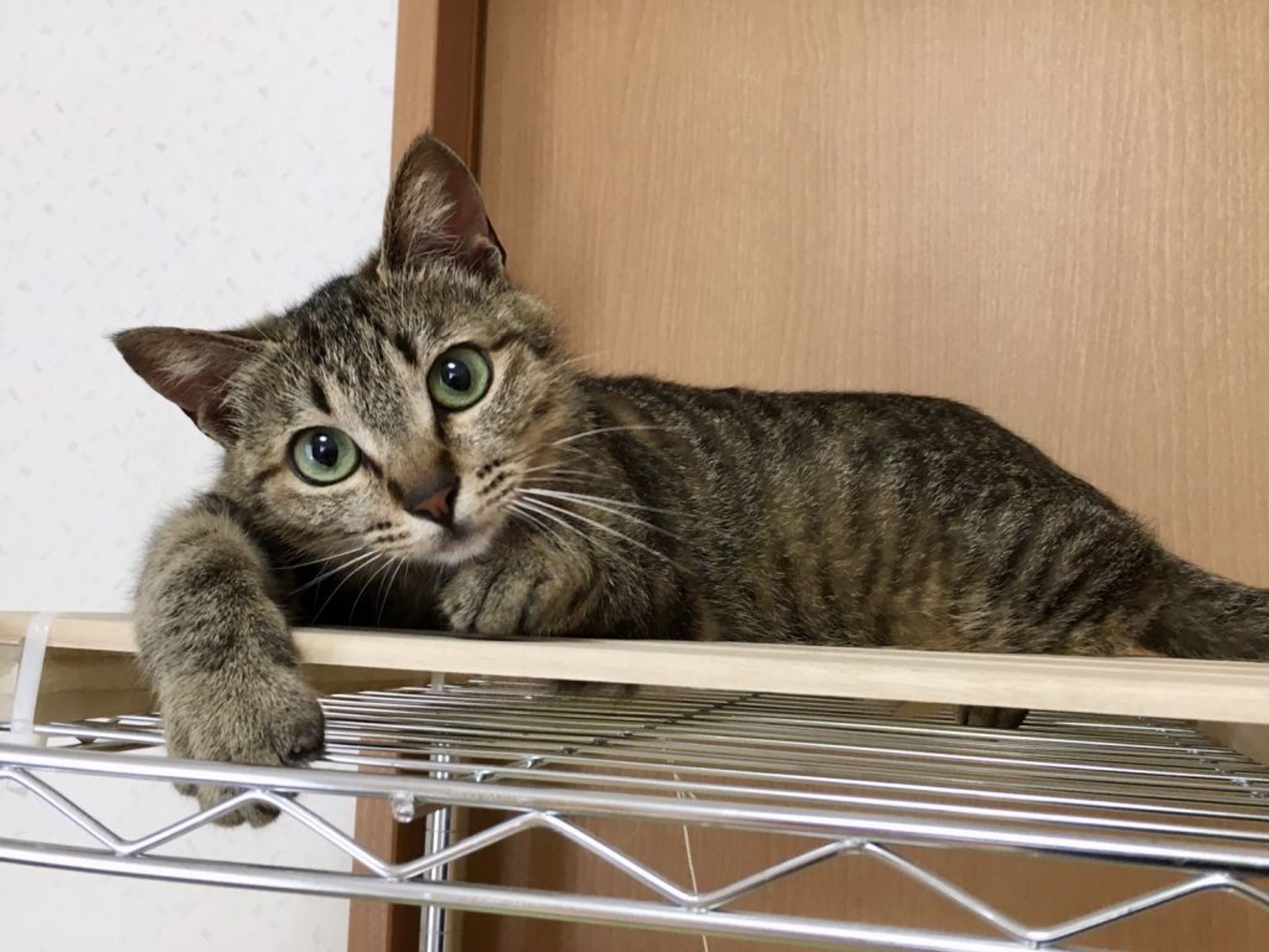 pet-image-7