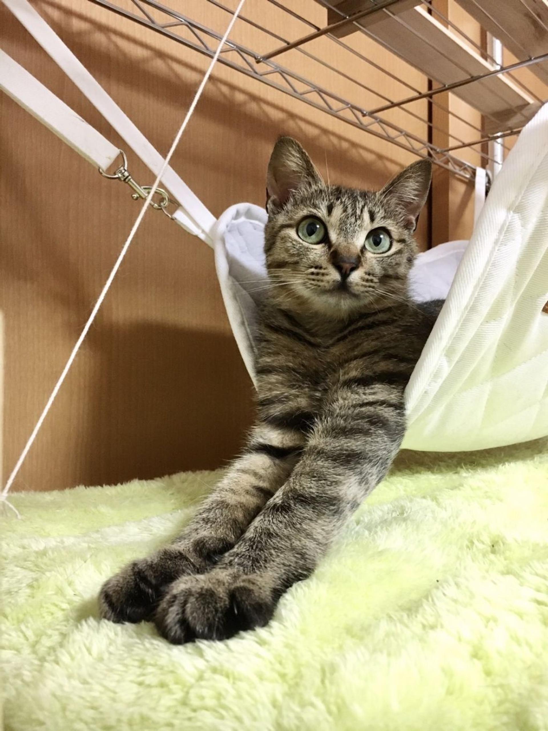pet-image-8