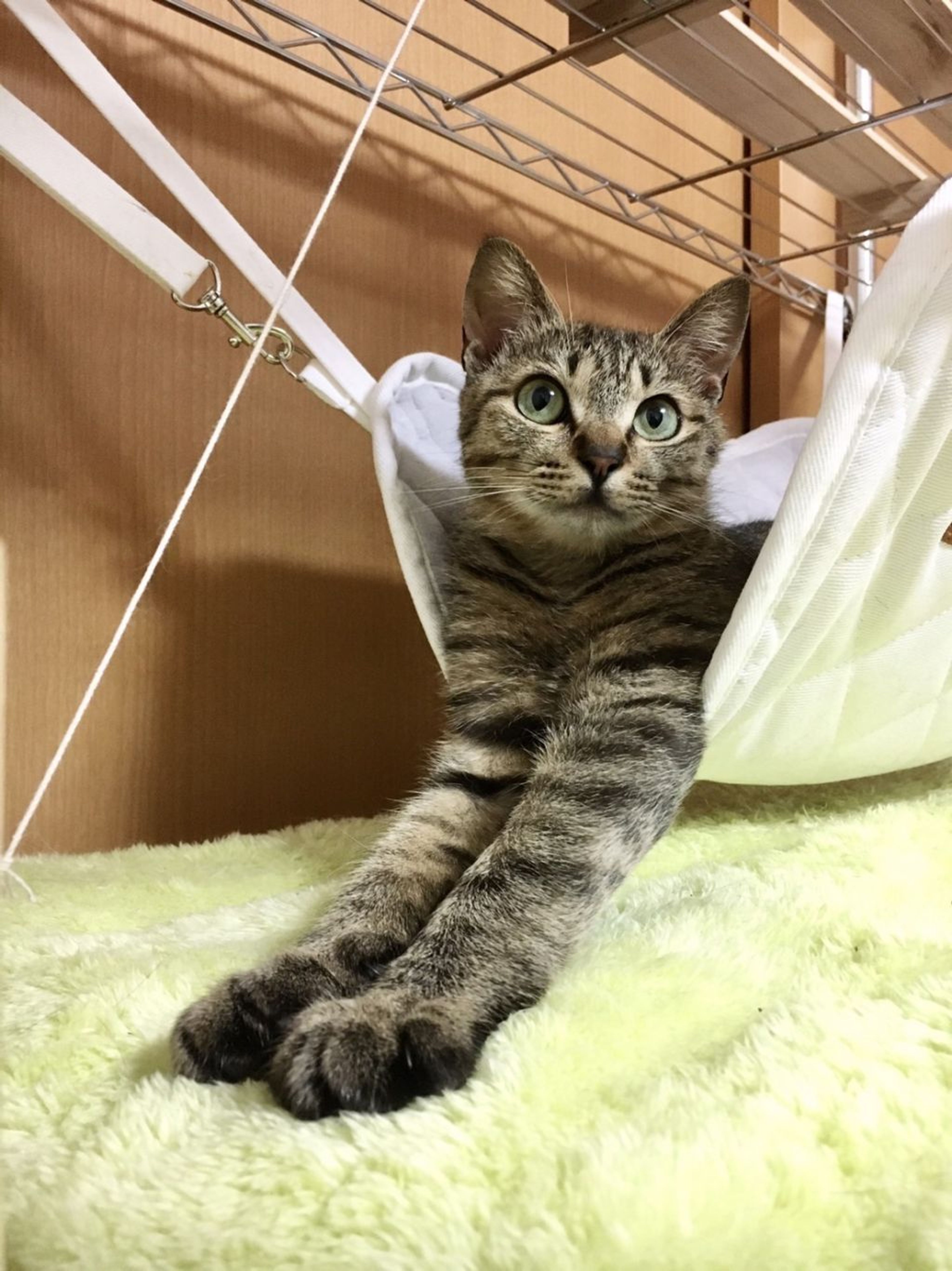 pet-image-8