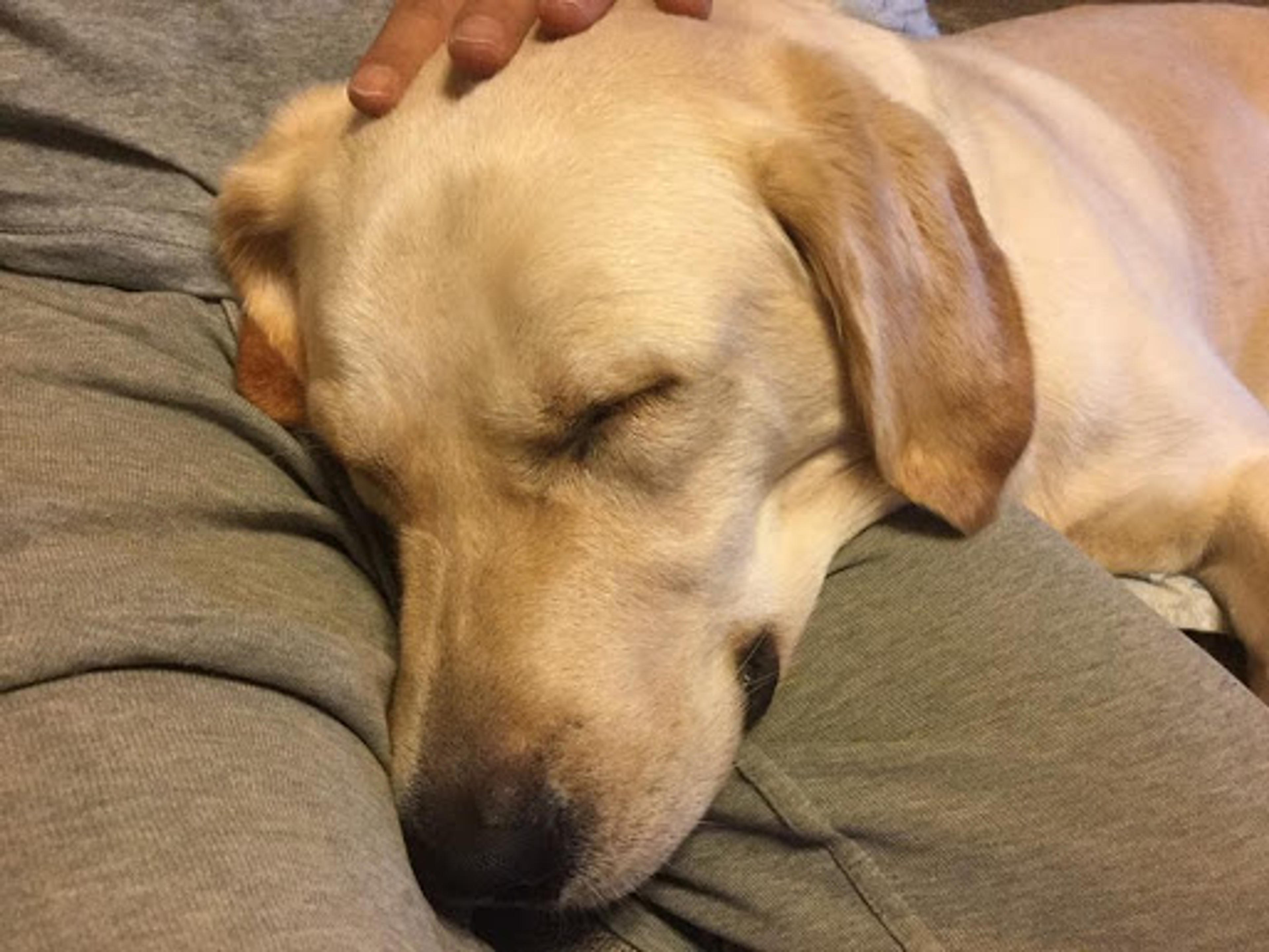 pet-image-2