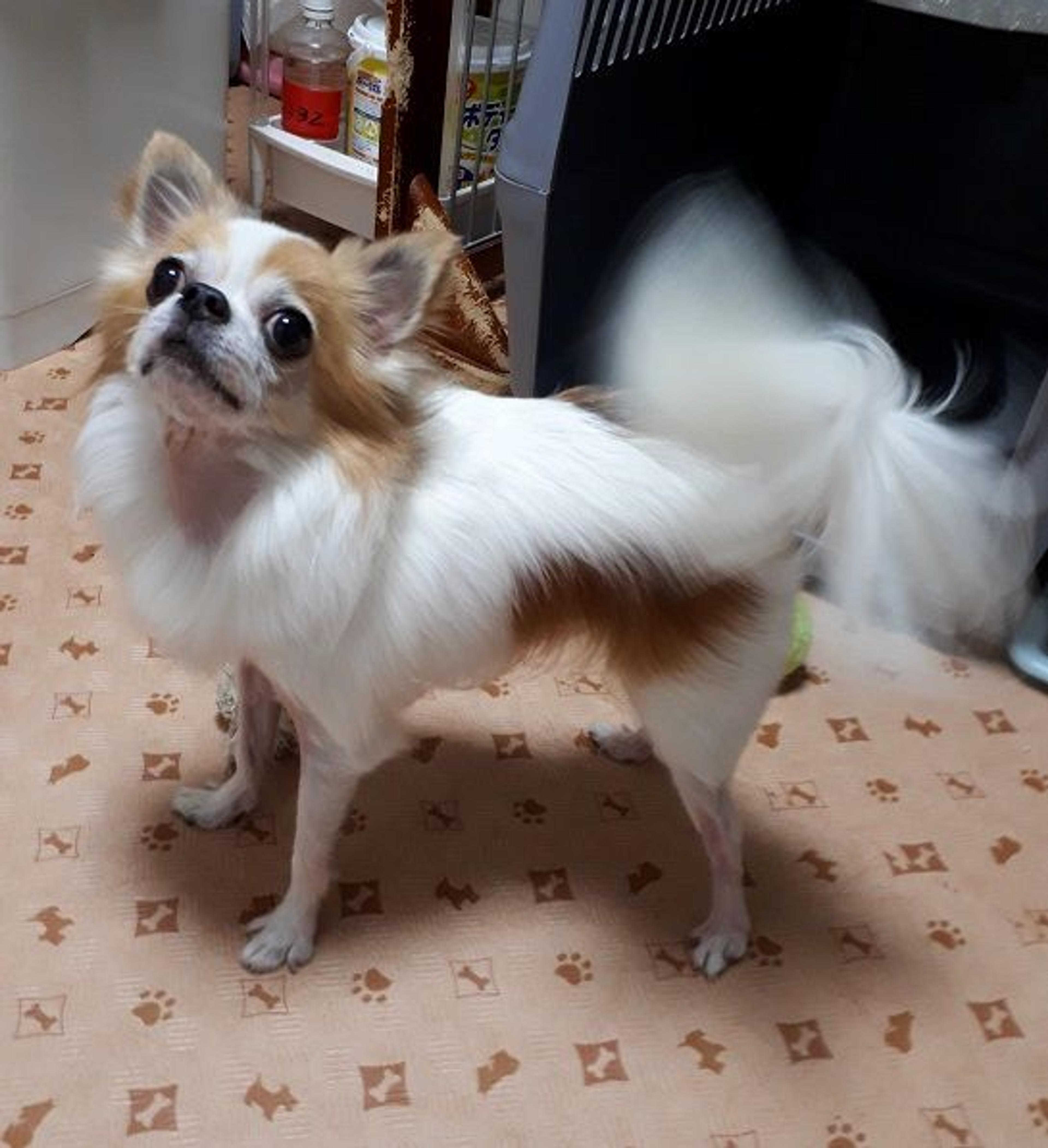 pet-image-3