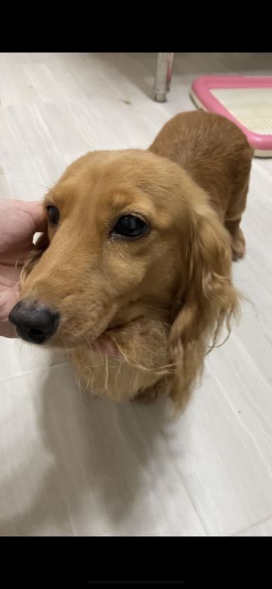 バター