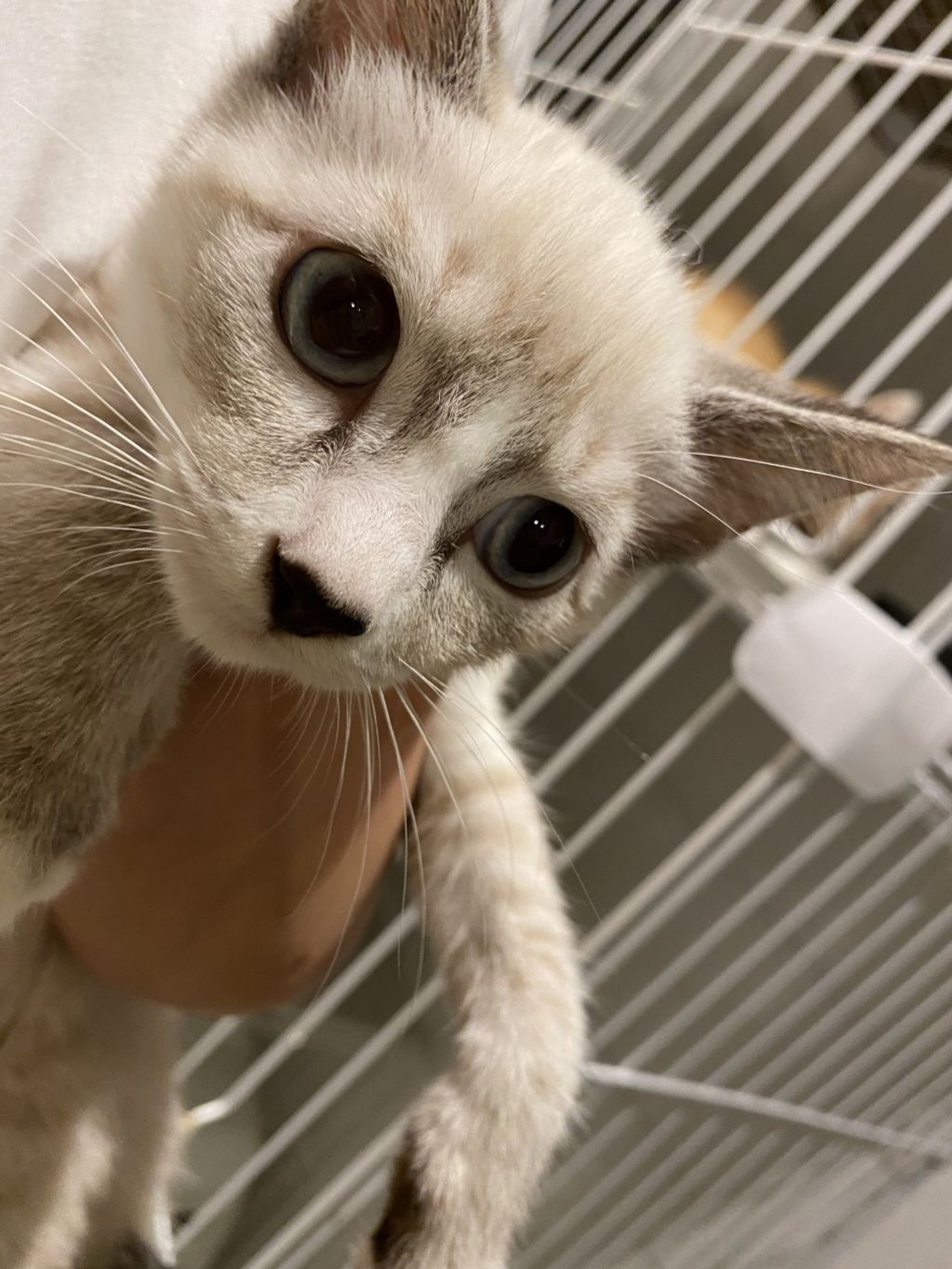 雑種（ミックス猫）・メスの里親募集の写真