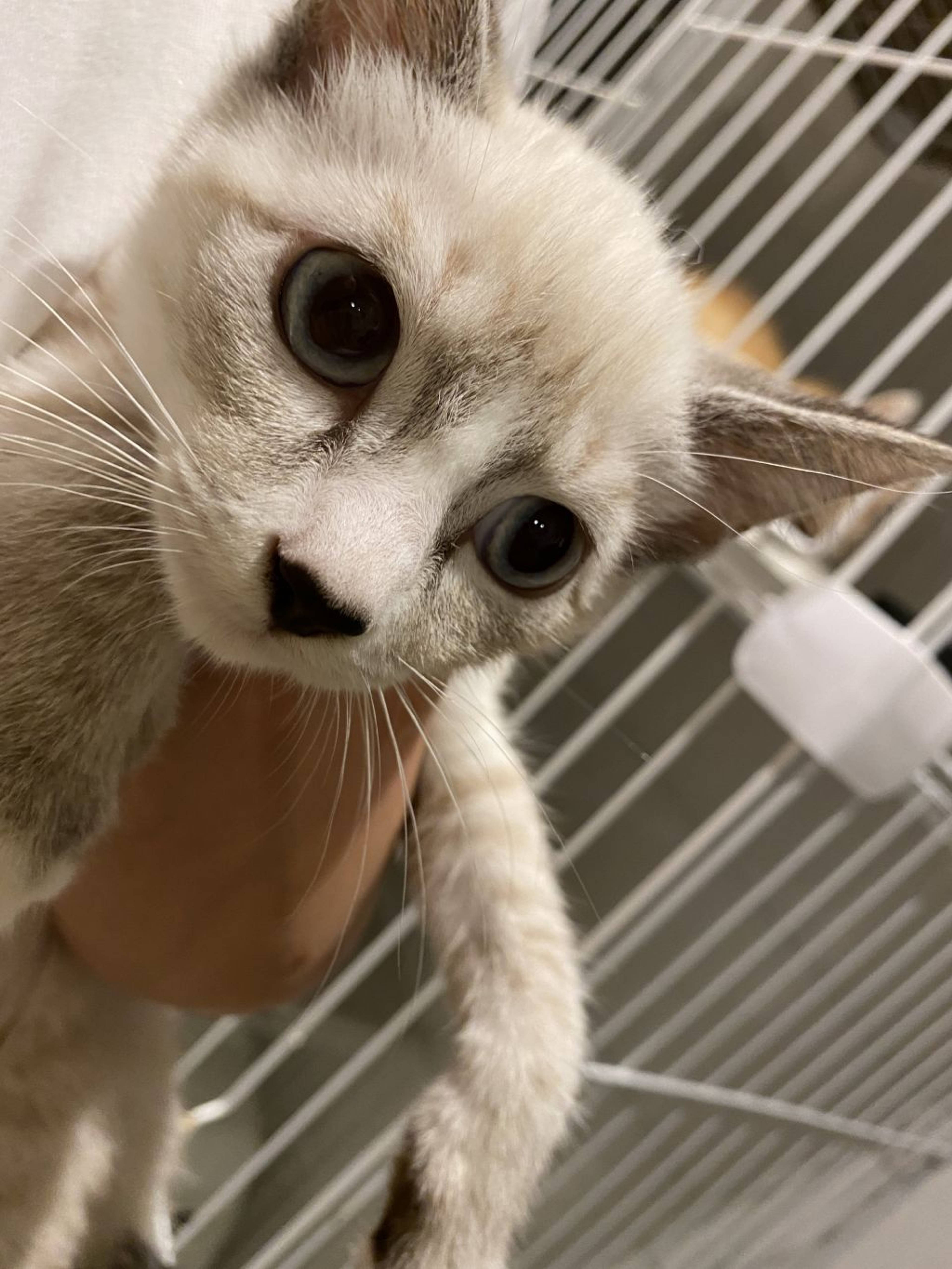 雑種（ミックス猫）・メスの里親募集の写真