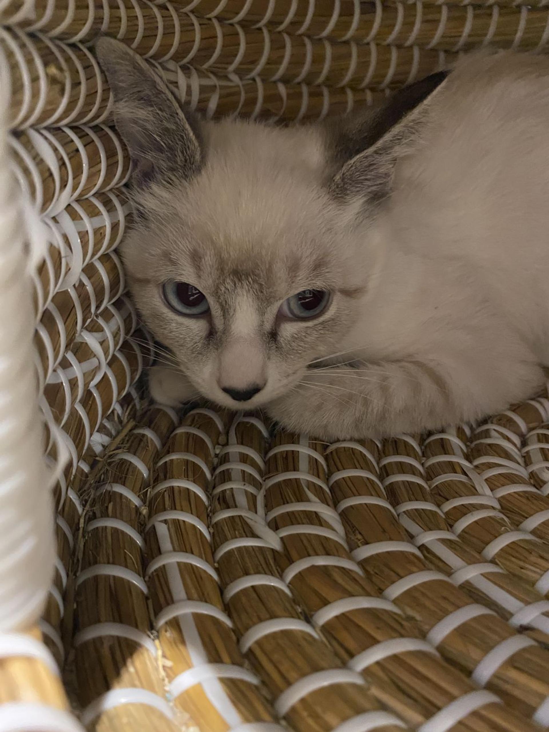 pet-image-2