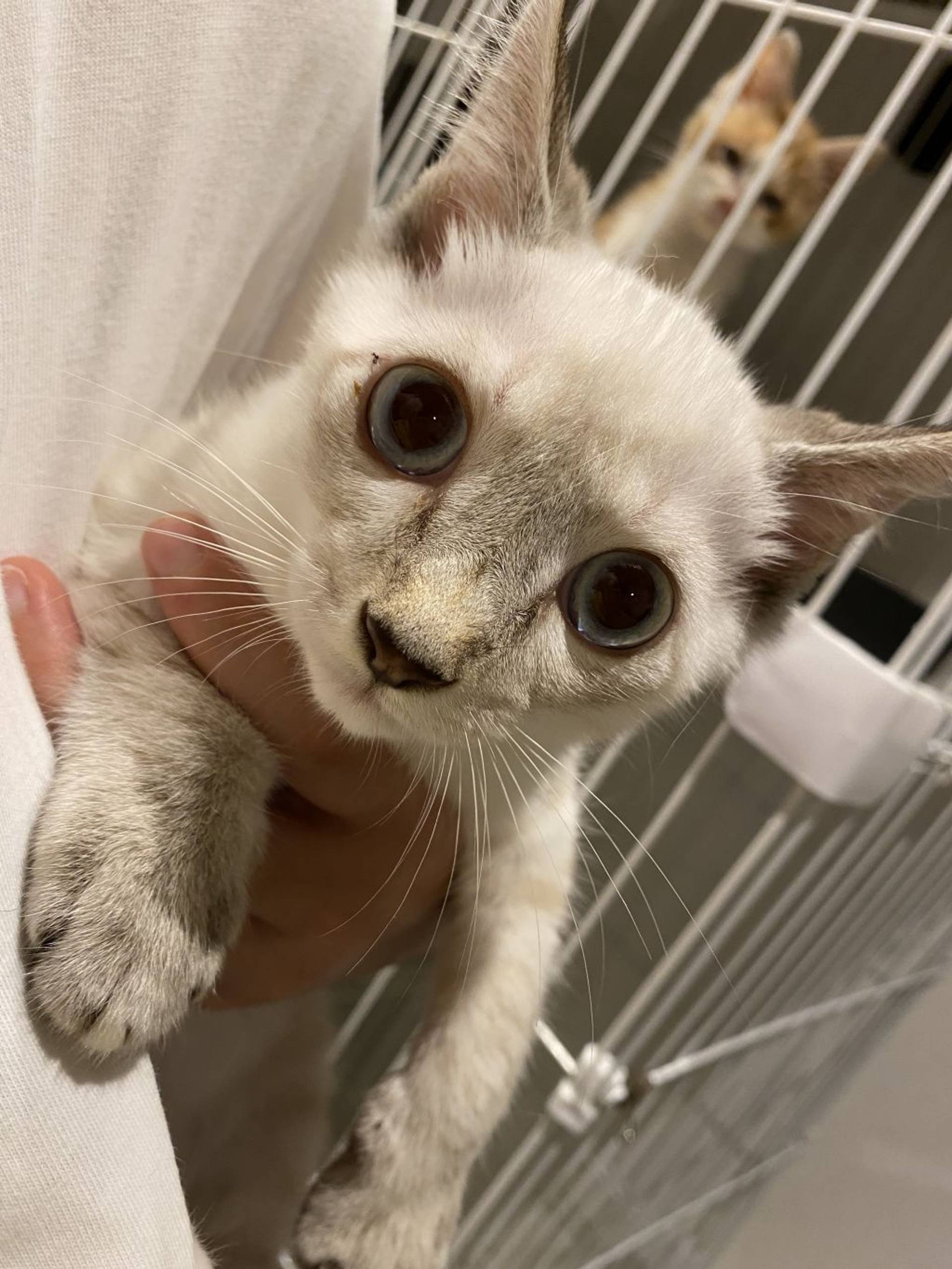 雑種（ミックス猫）・オスの里親募集の写真