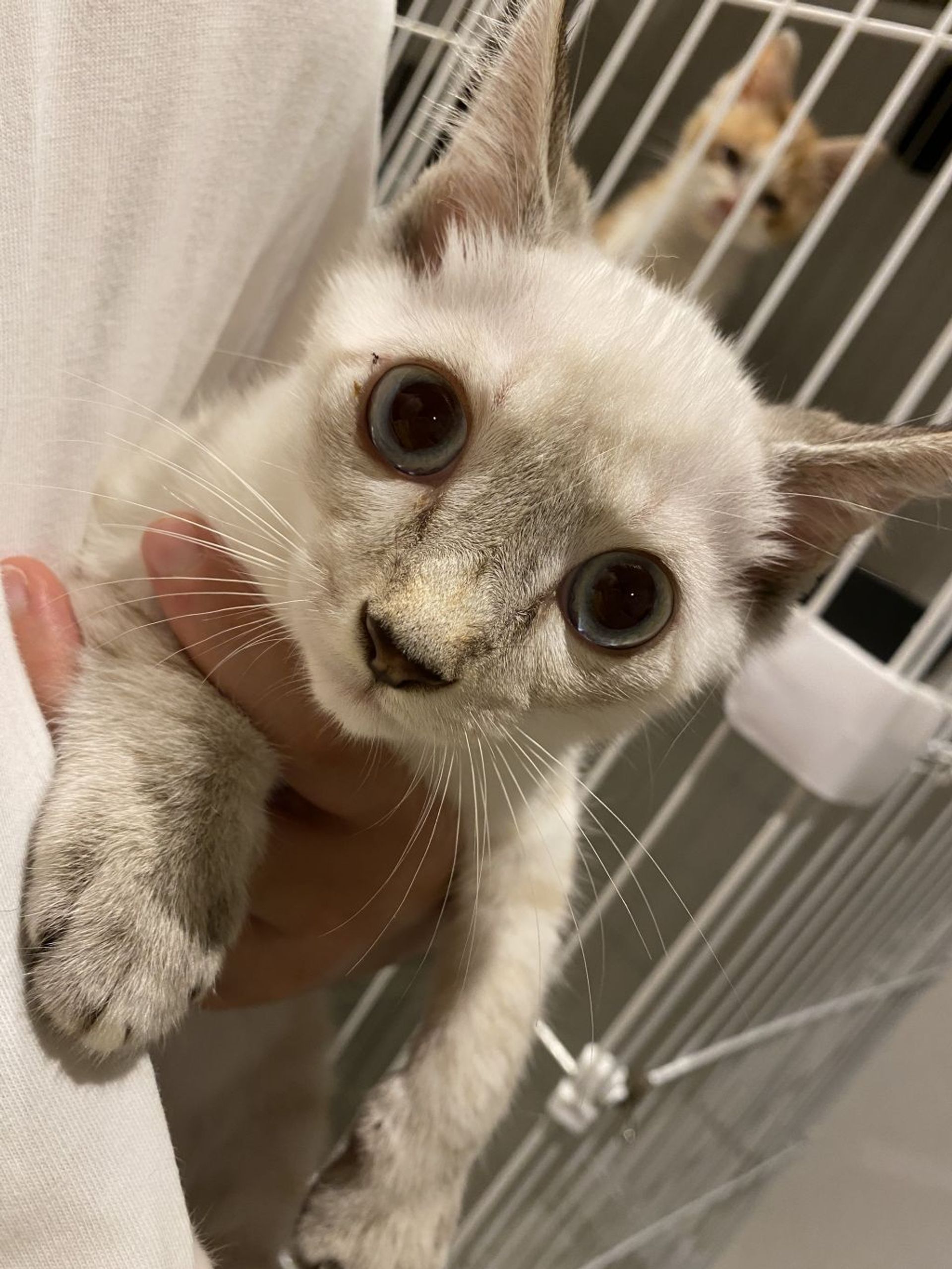 雑種（ミックス猫）・オスの里親募集の写真