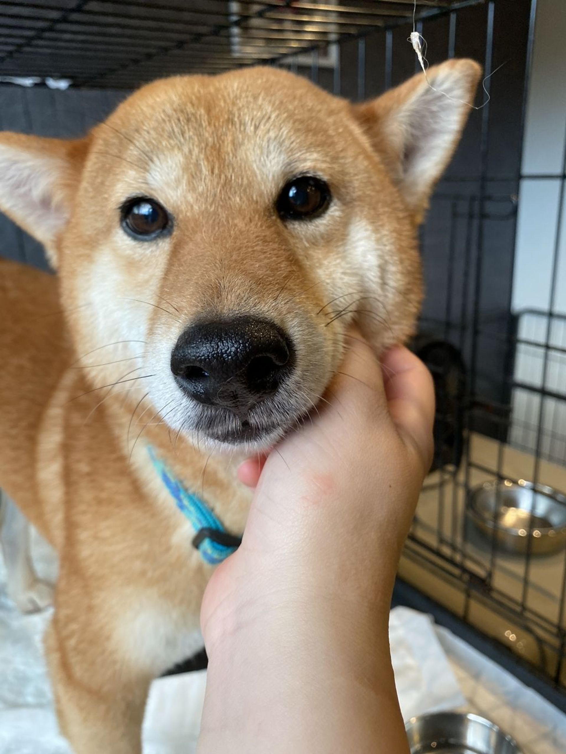 柴犬・メスの里親募集の写真