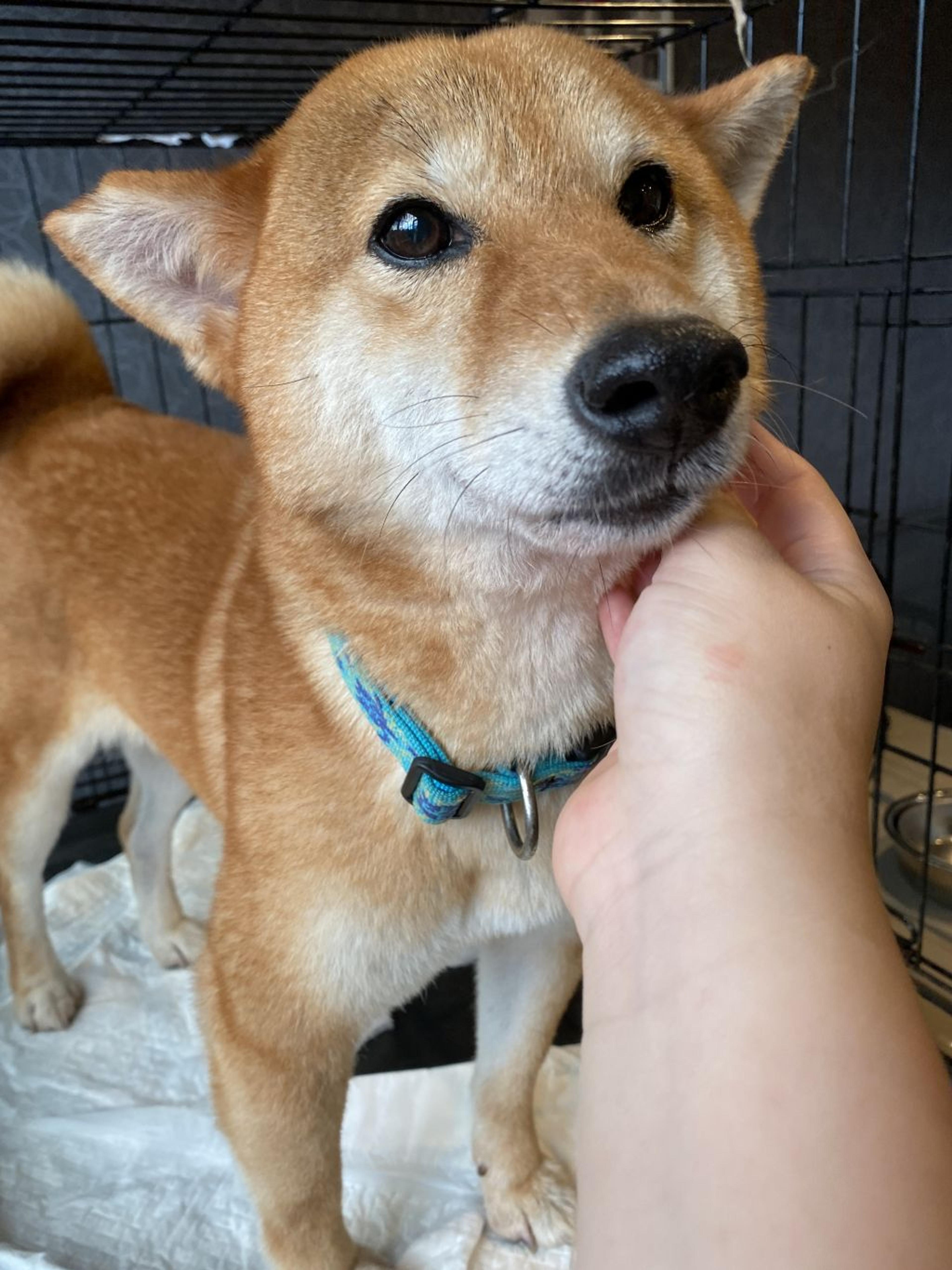 pet-image-2