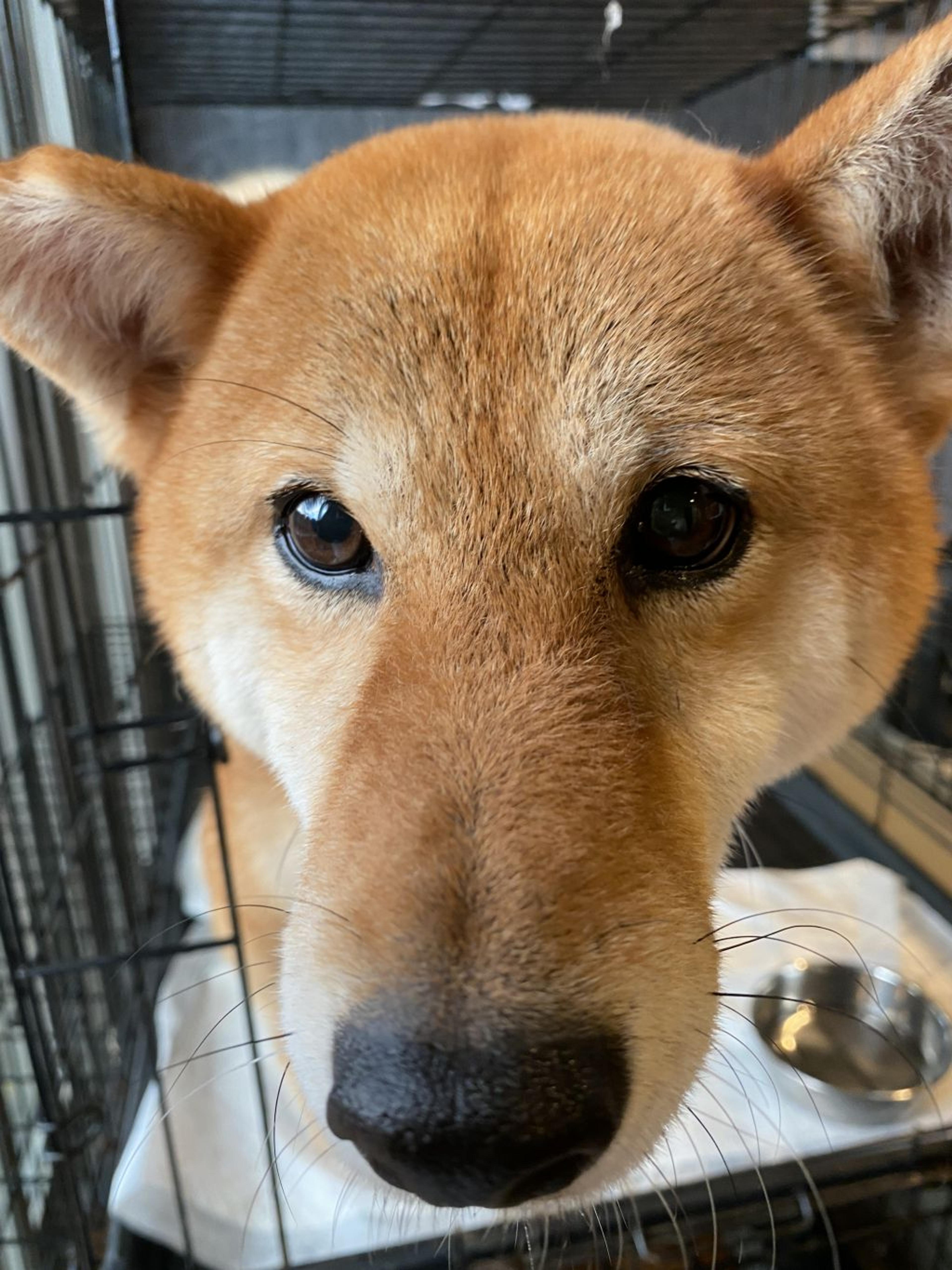 pet-image-3