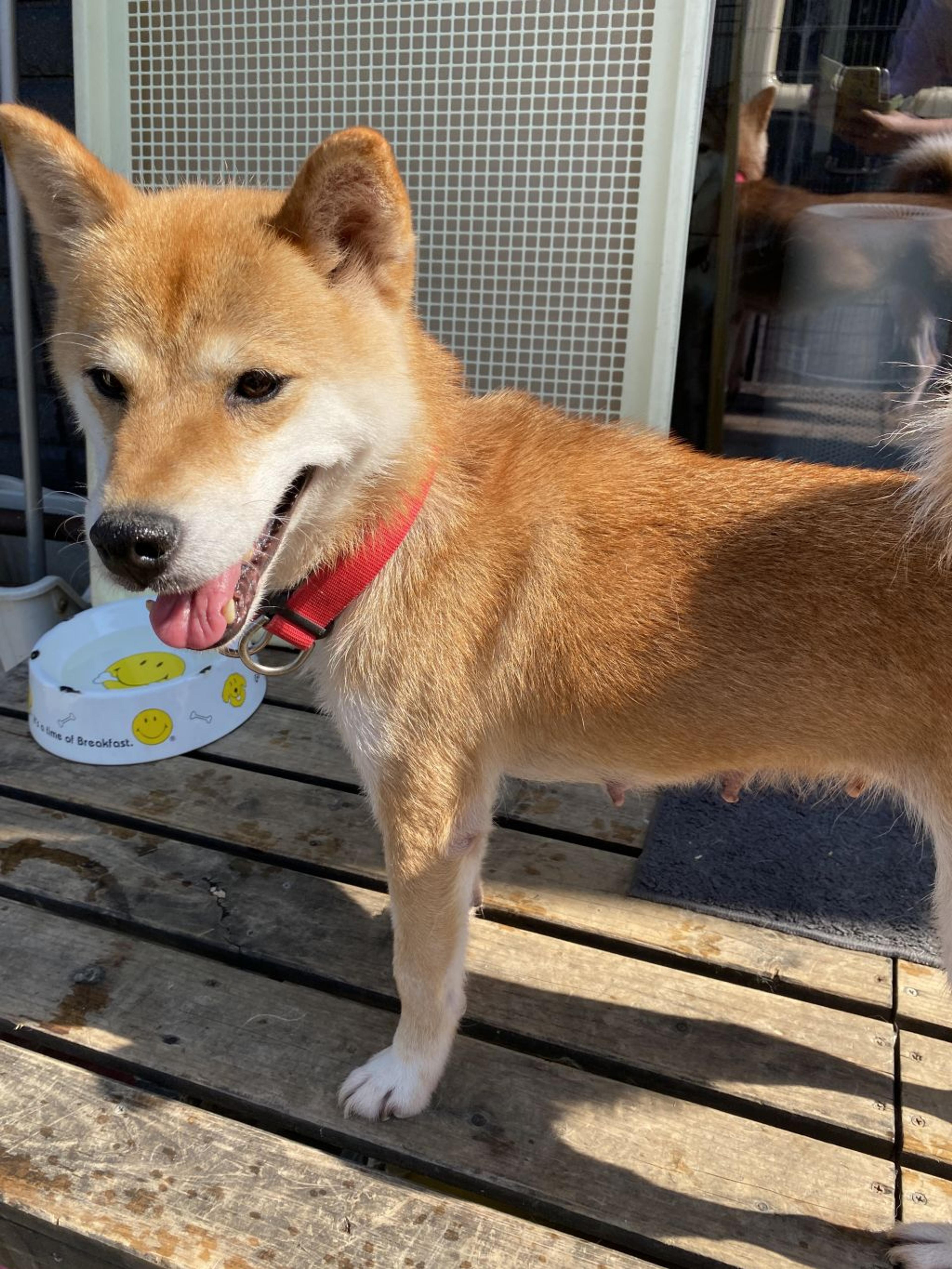 pet-image-3