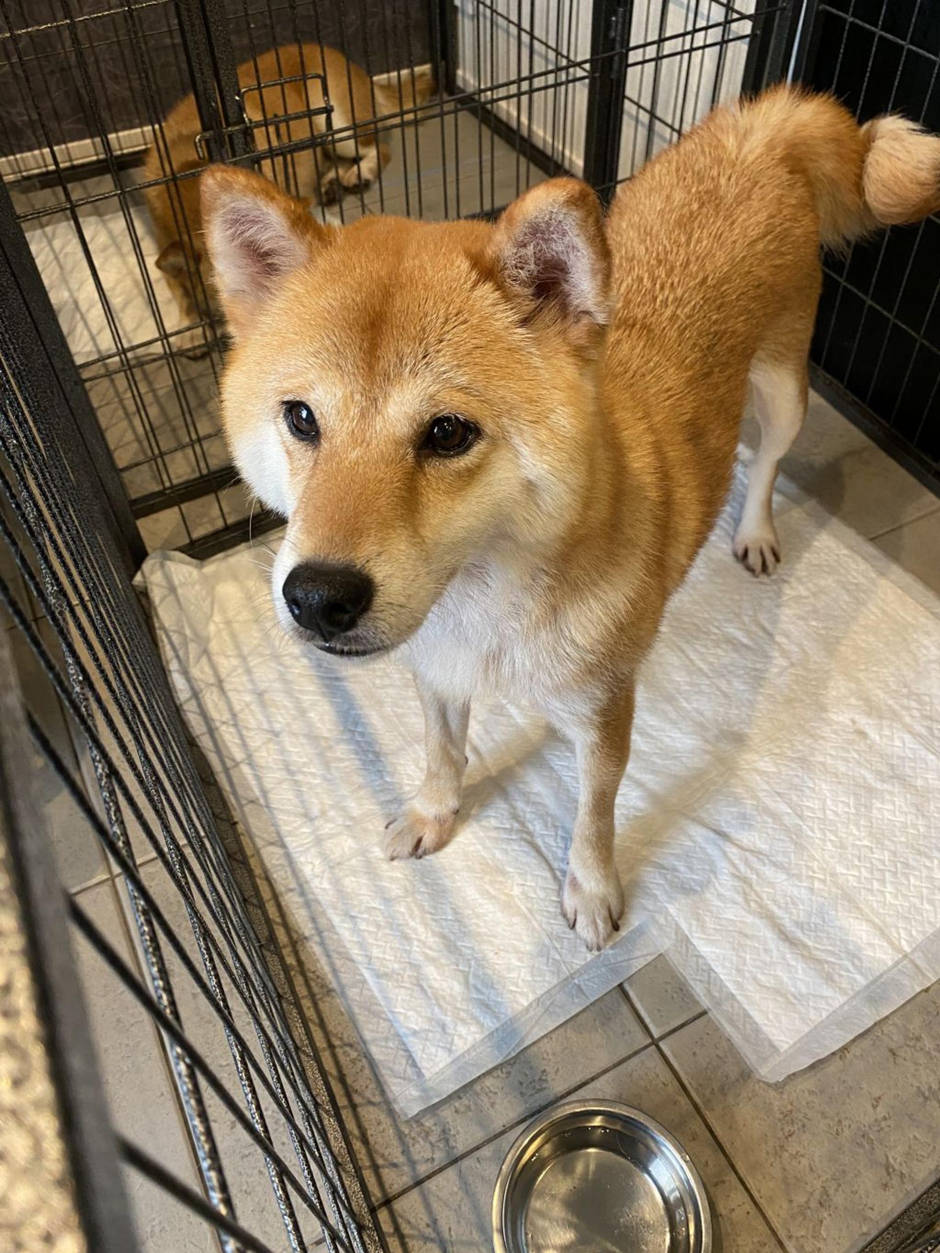 pet-image-5