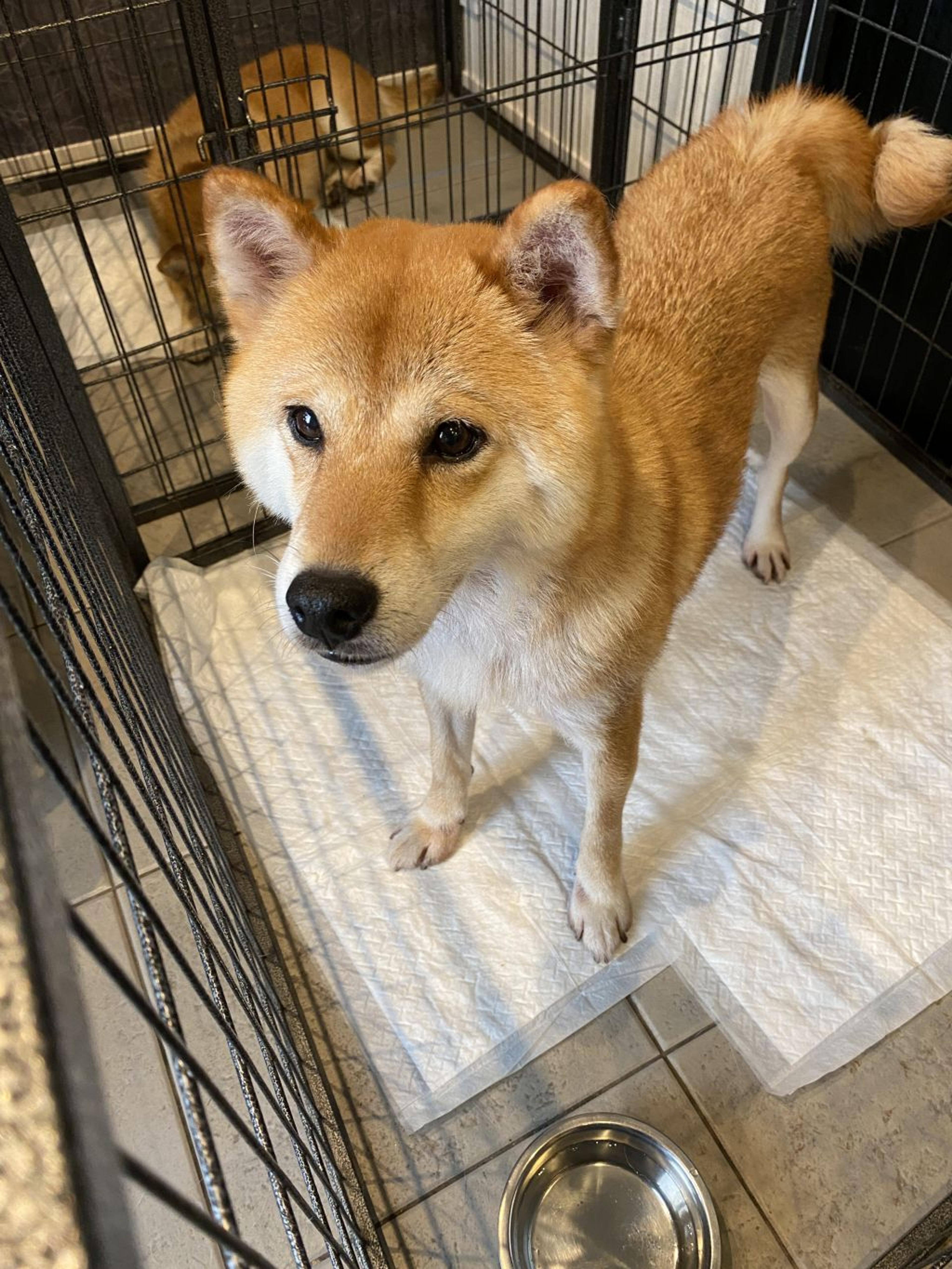 pet-image-5