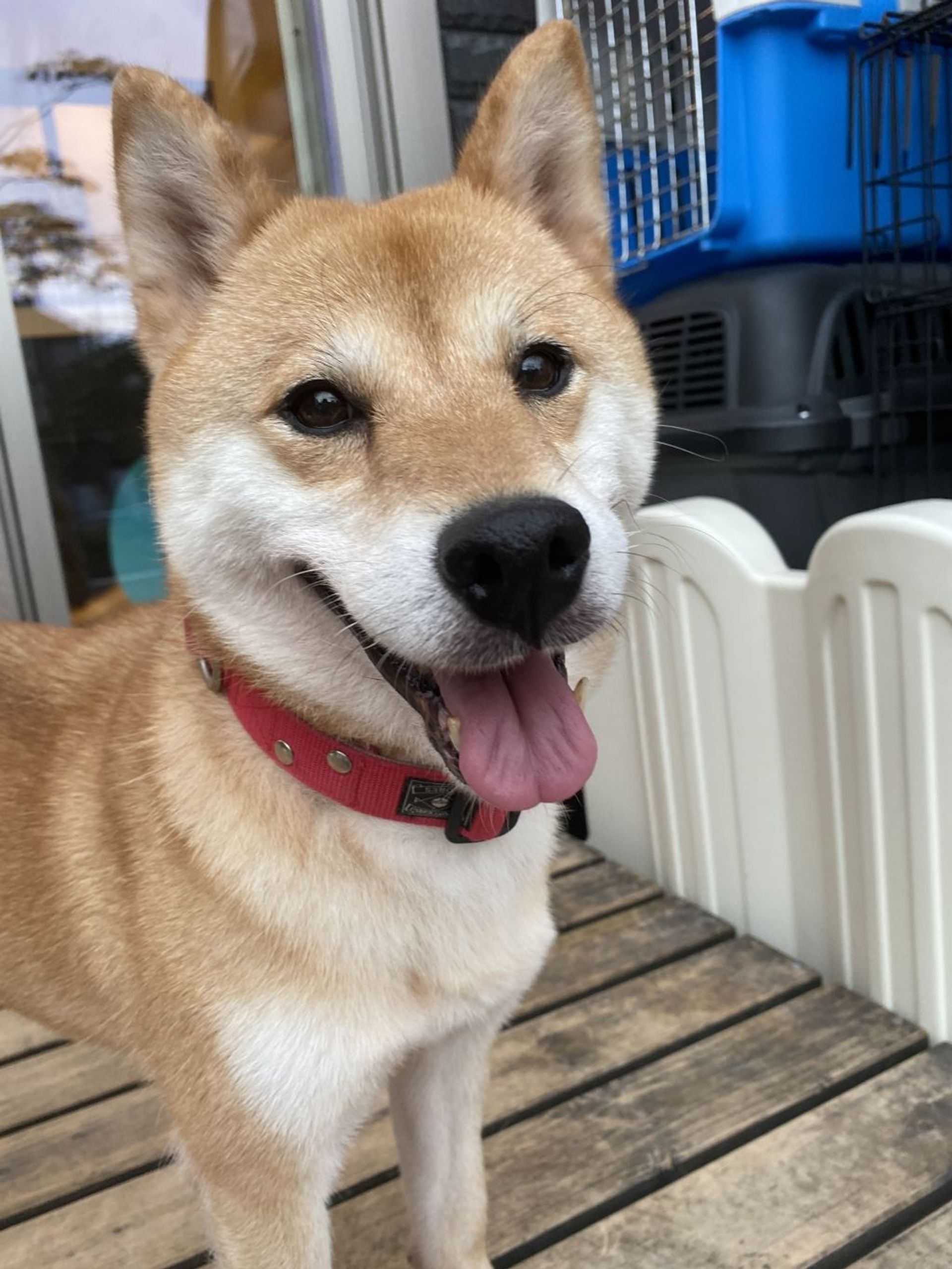 柴犬・メスの里親募集の写真