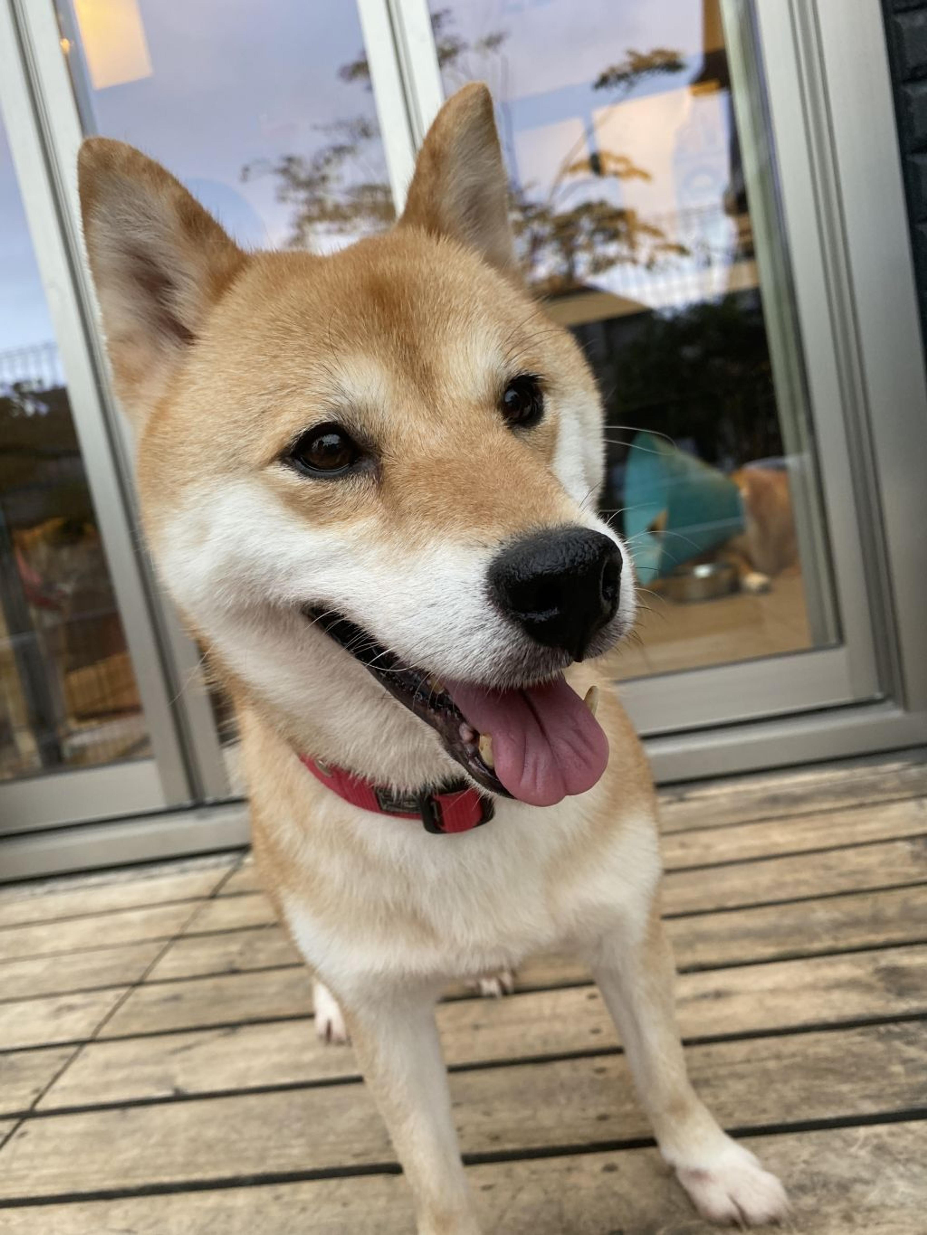 pet-image-4