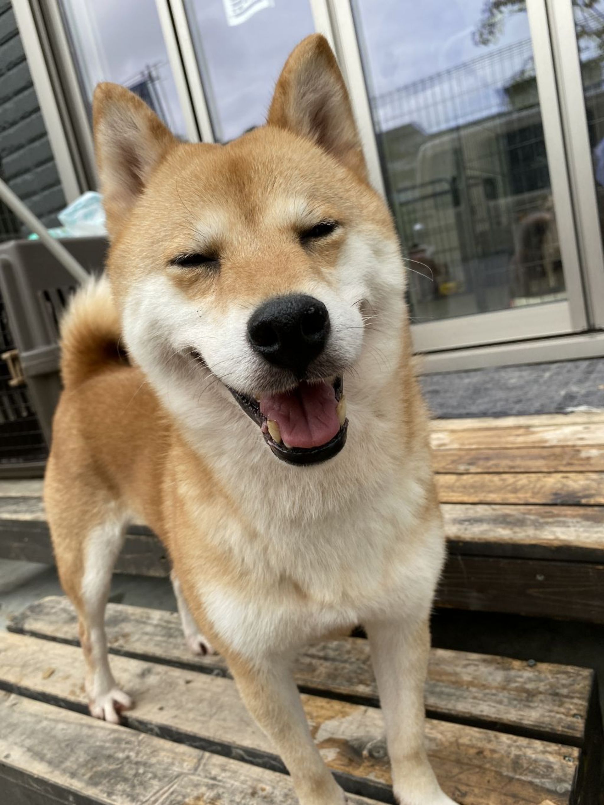 柴犬・メスの里親募集の写真
