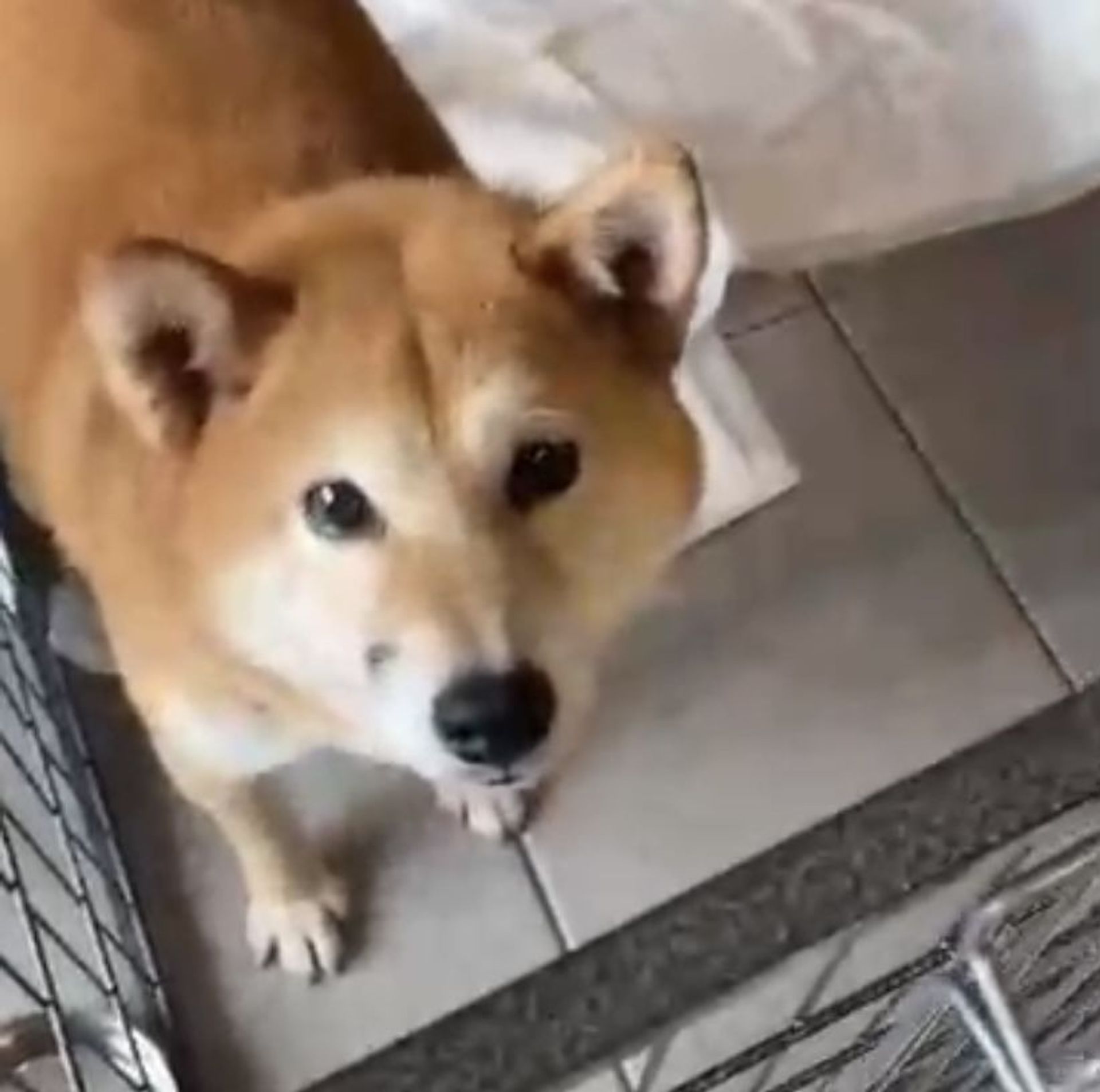 柴犬・メスの里親募集の写真
