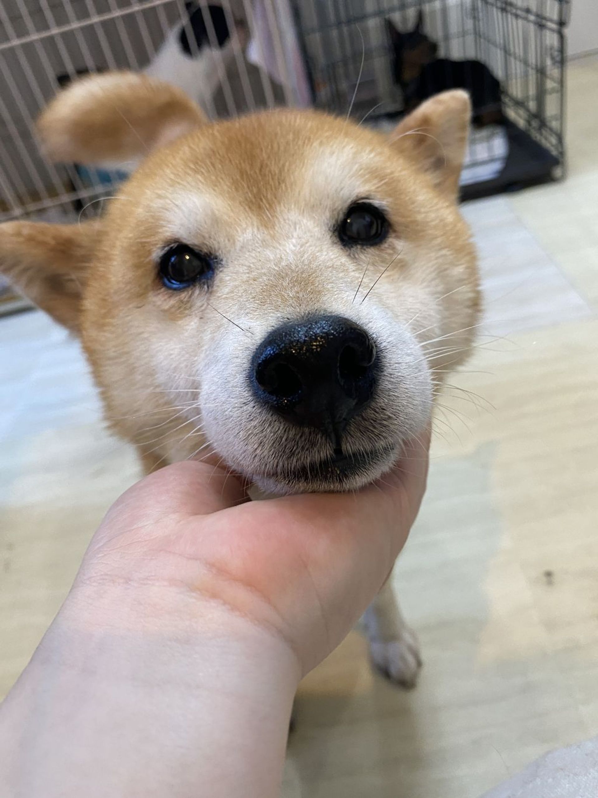 柴犬・メスの里親募集の写真