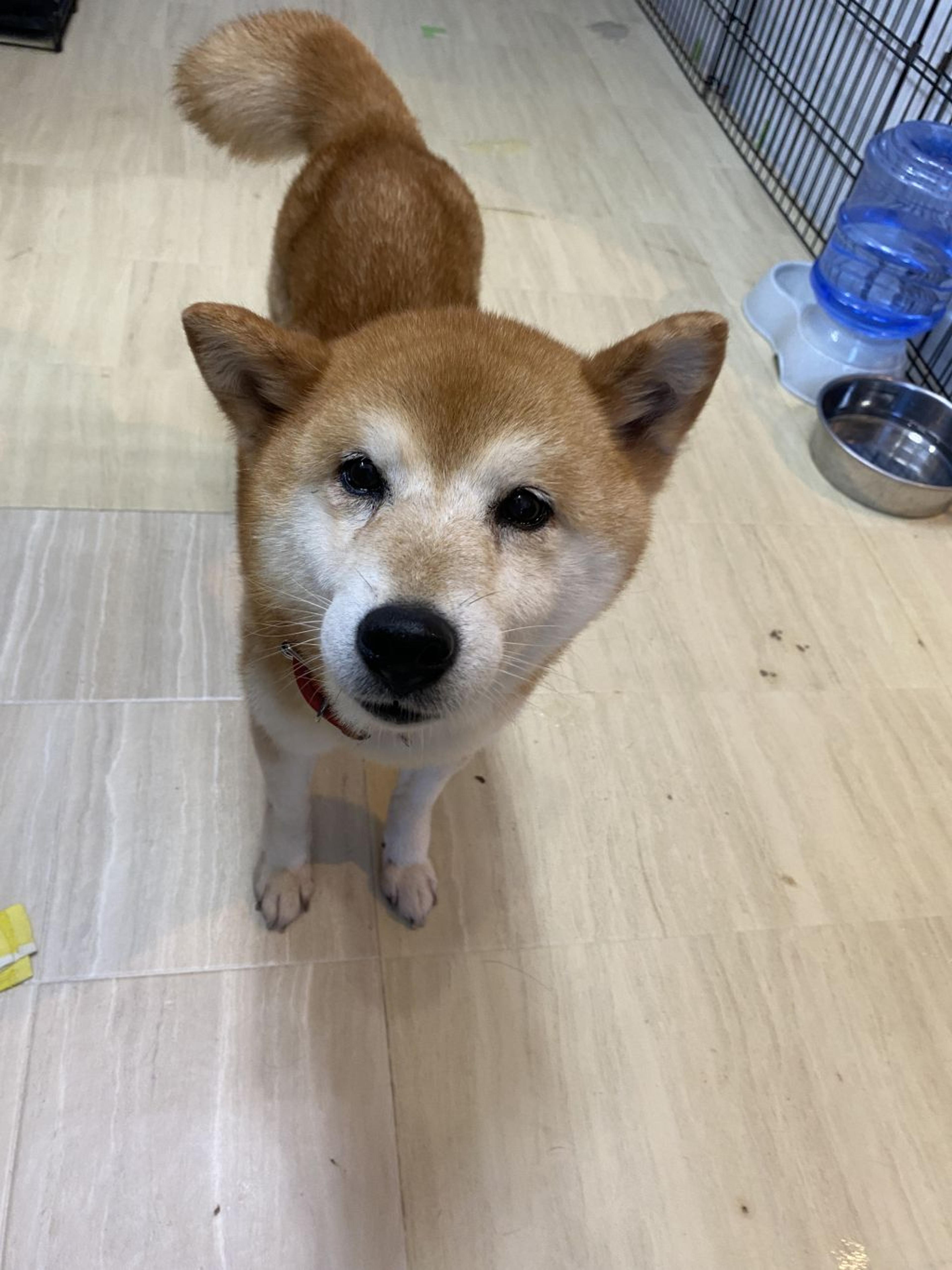 pet-image-3