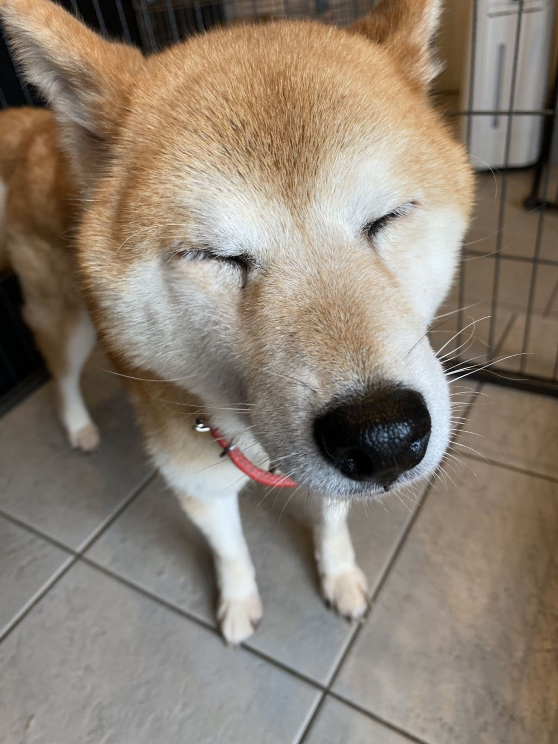 柴犬・メスの里親募集の写真