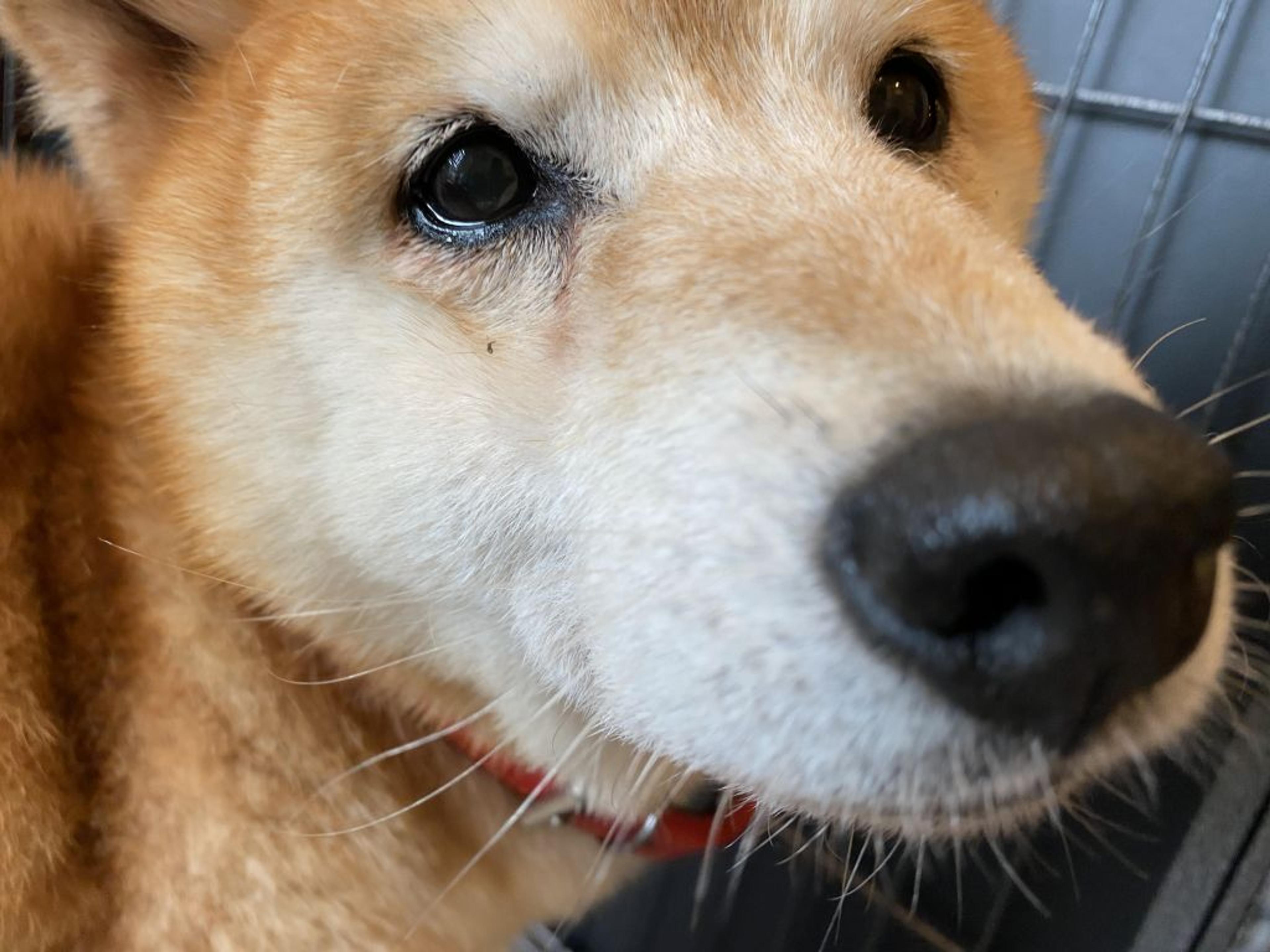 pet-image-4