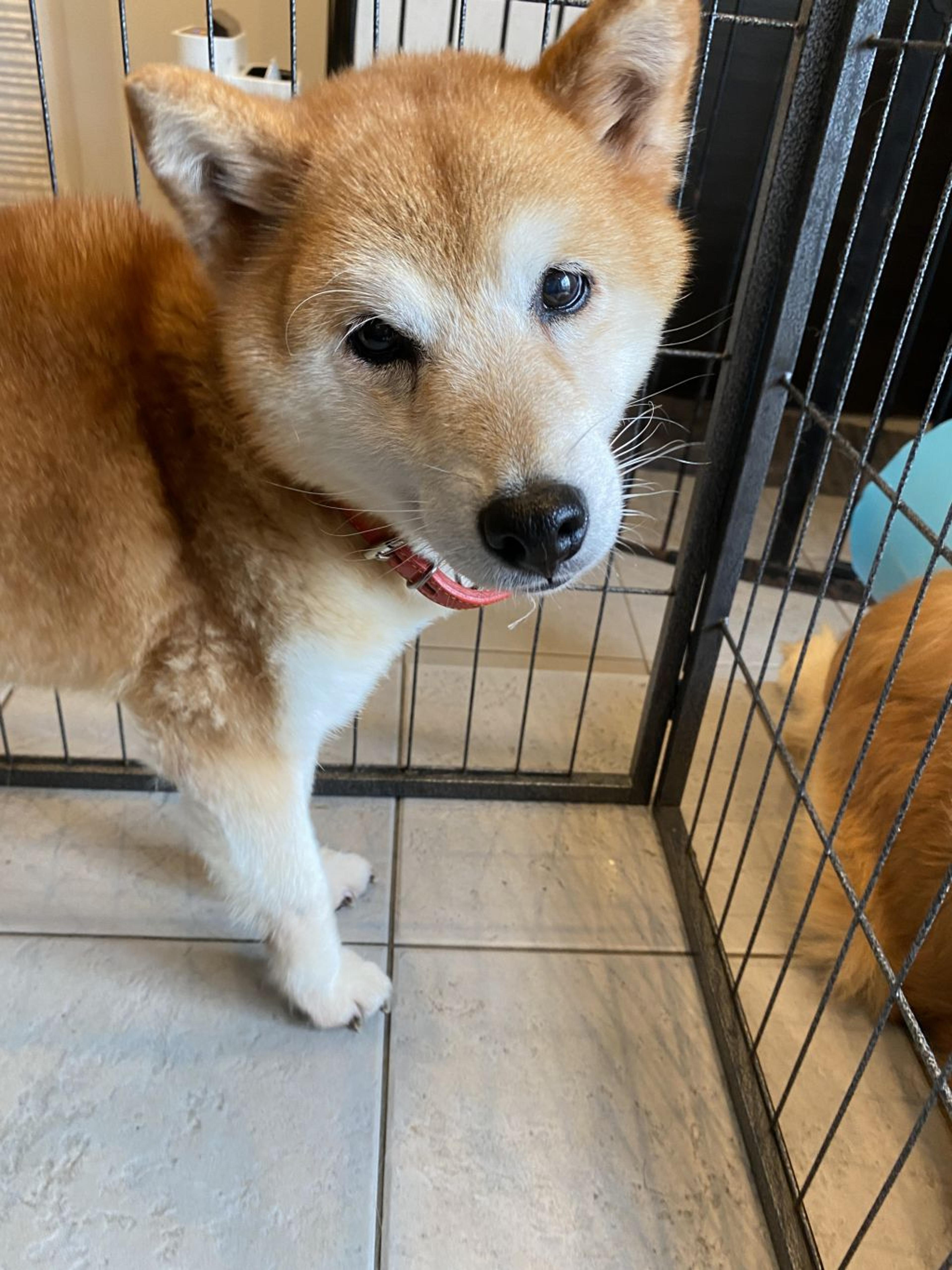 pet-image-5