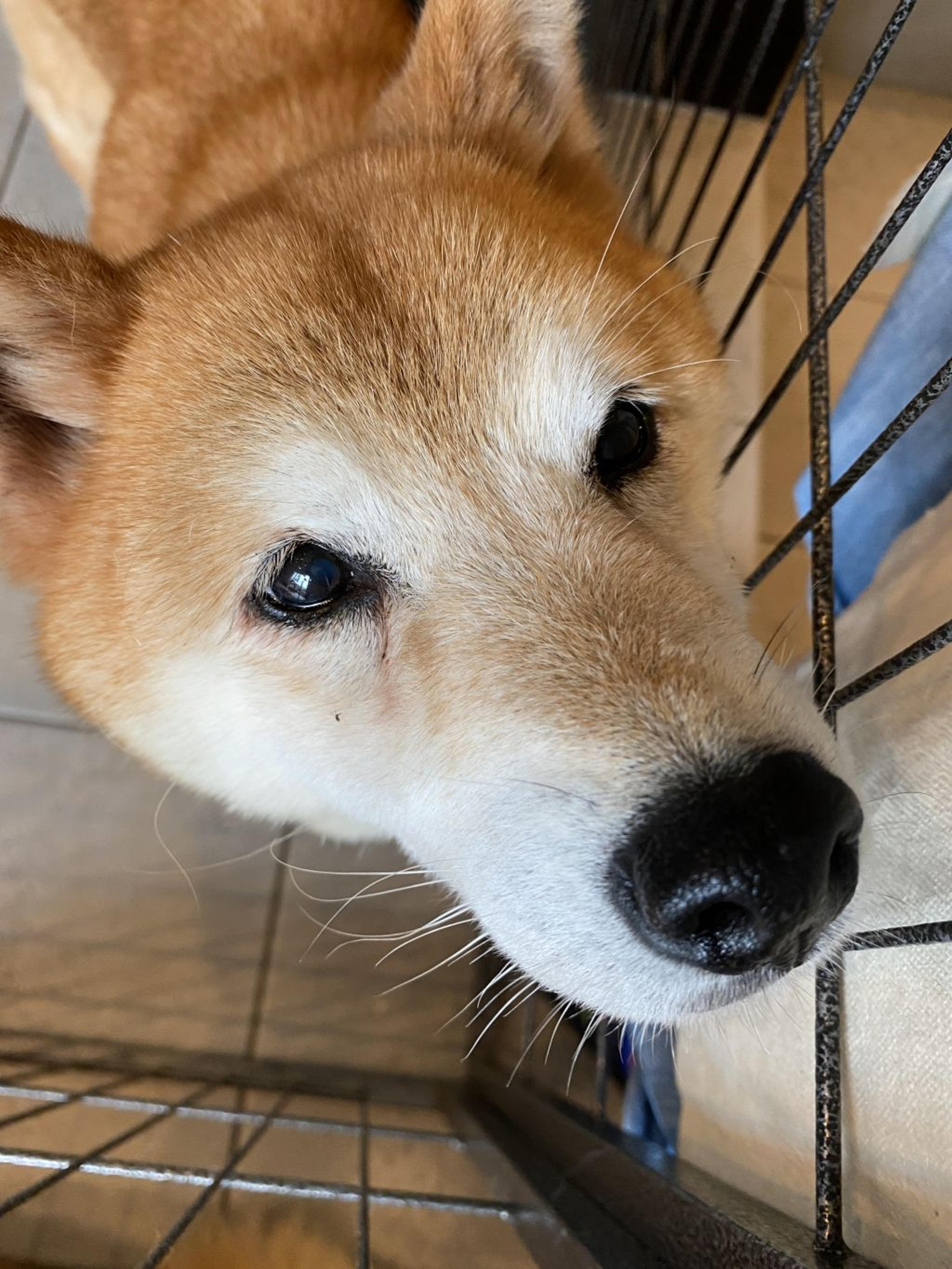 pet-image-6