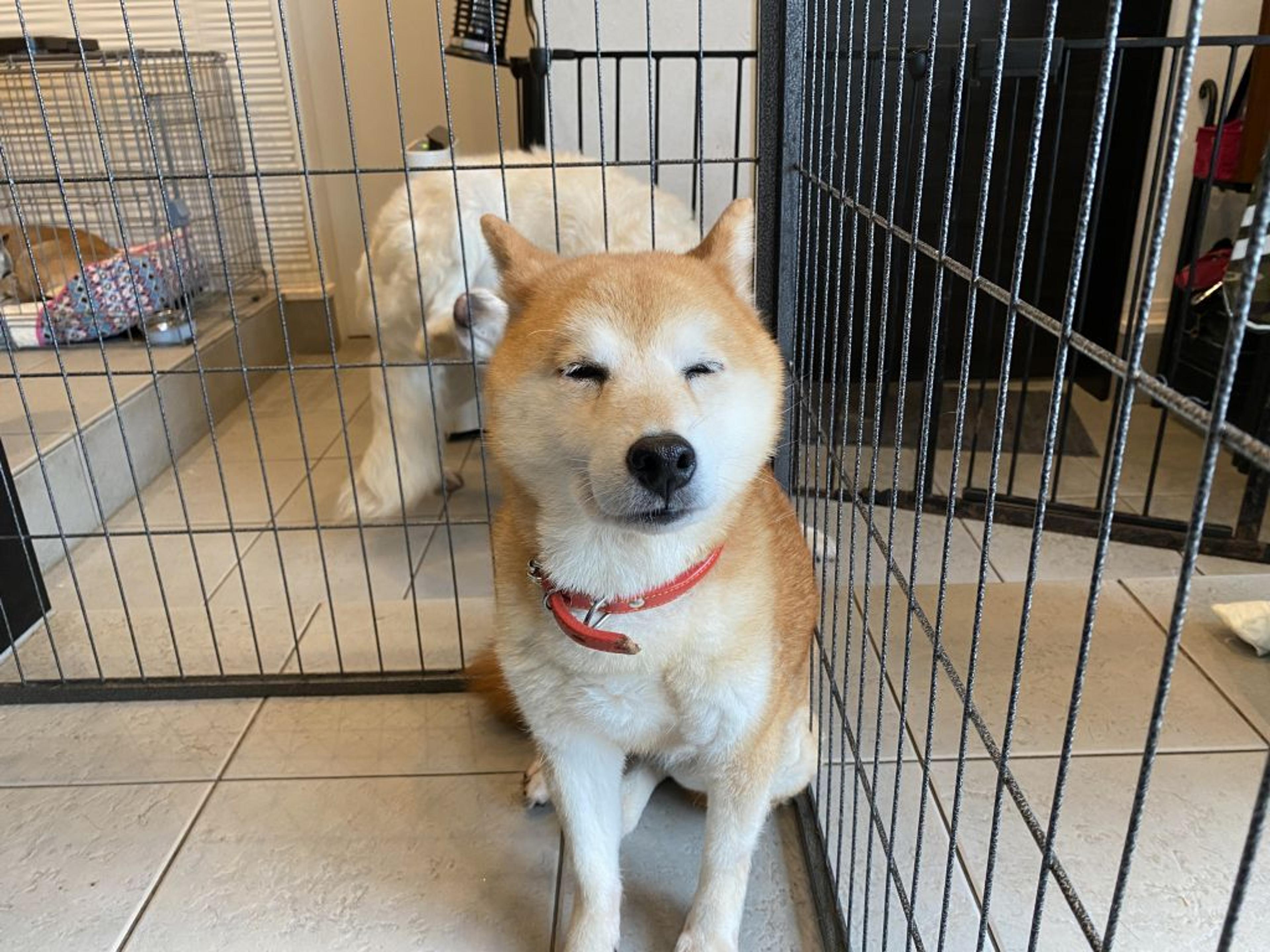 pet-image-7