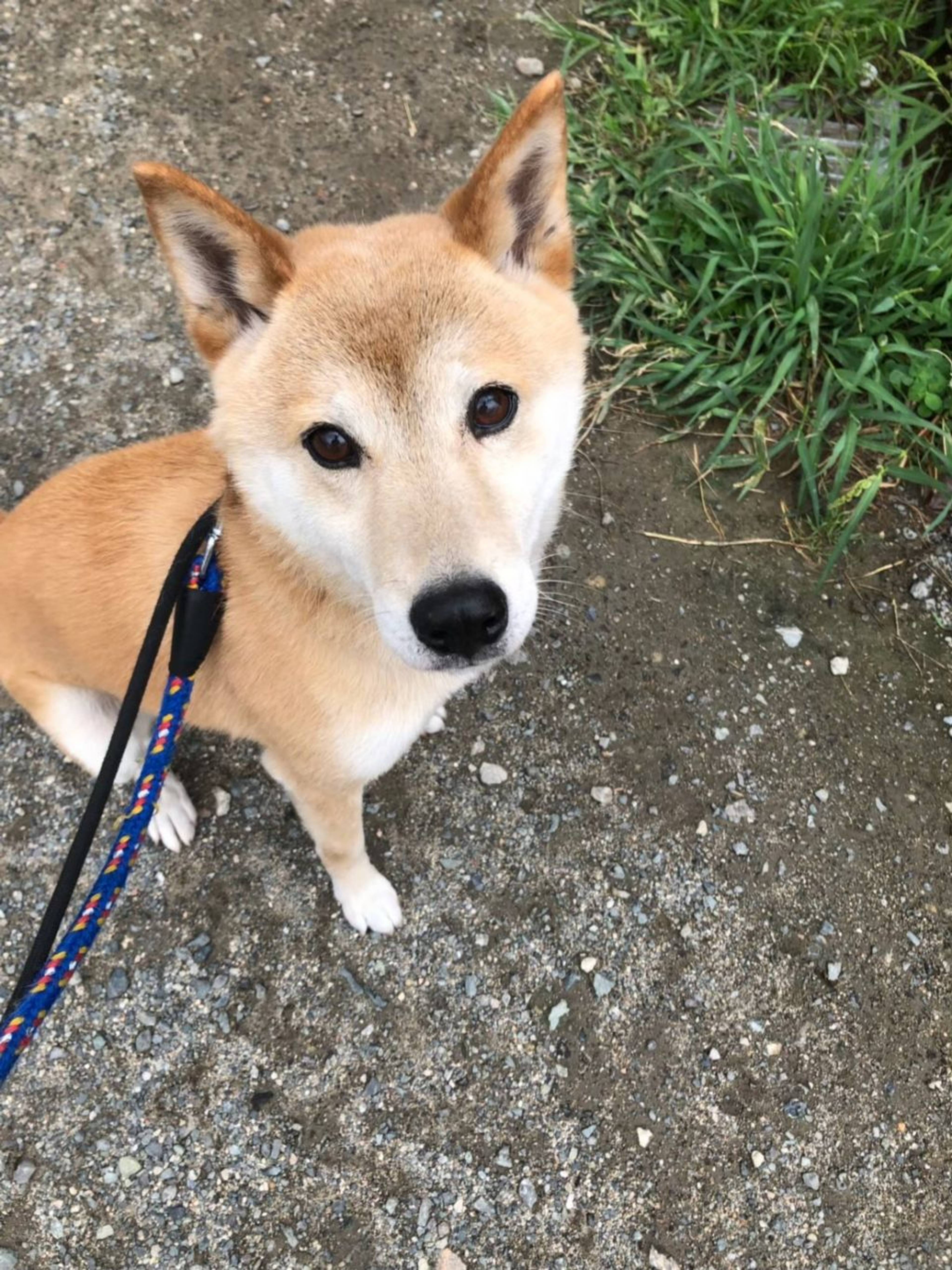 雑種（ミックス犬）・オスの里親募集の写真