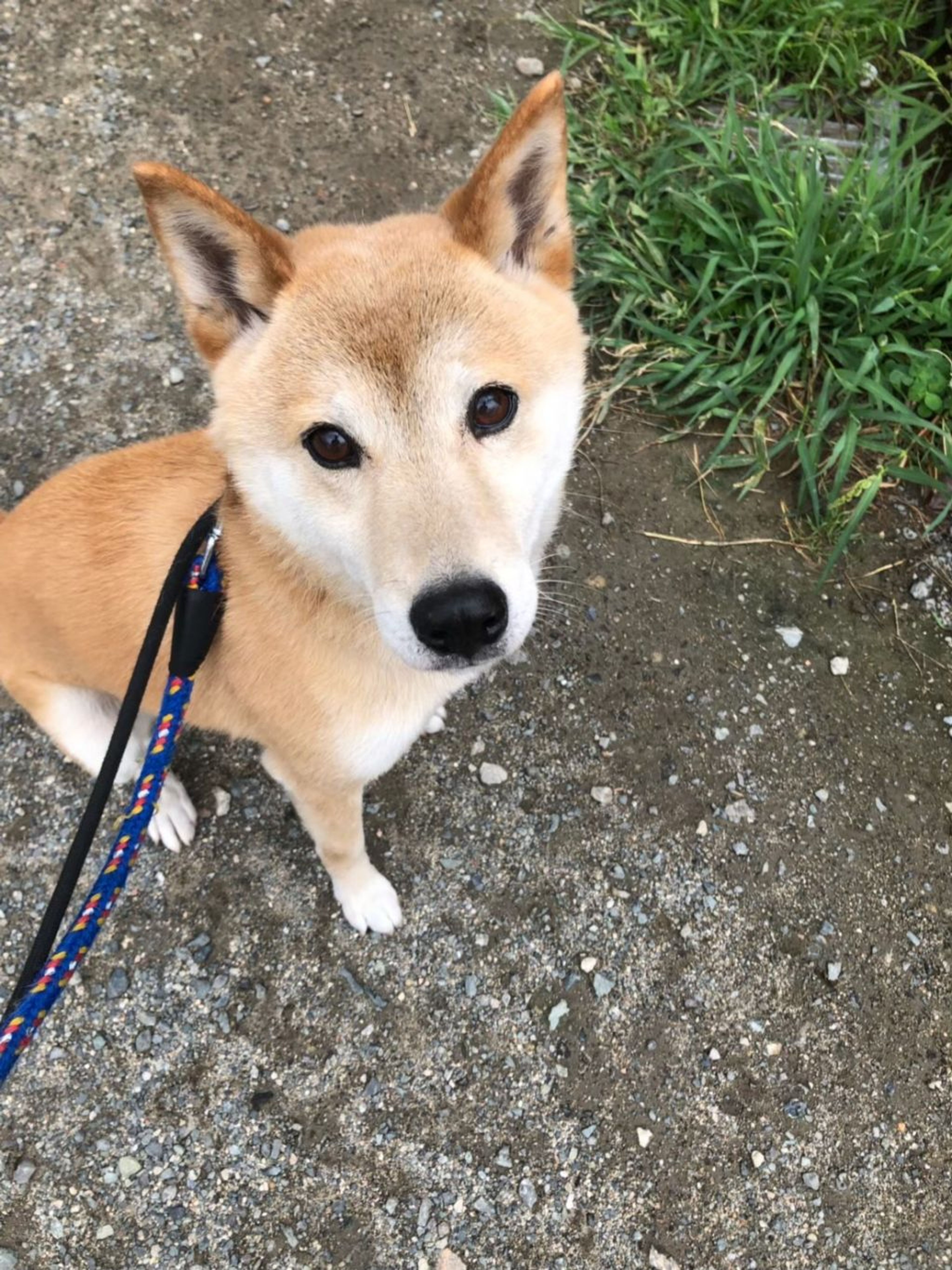 雑種（ミックス犬）・オスの里親募集の写真