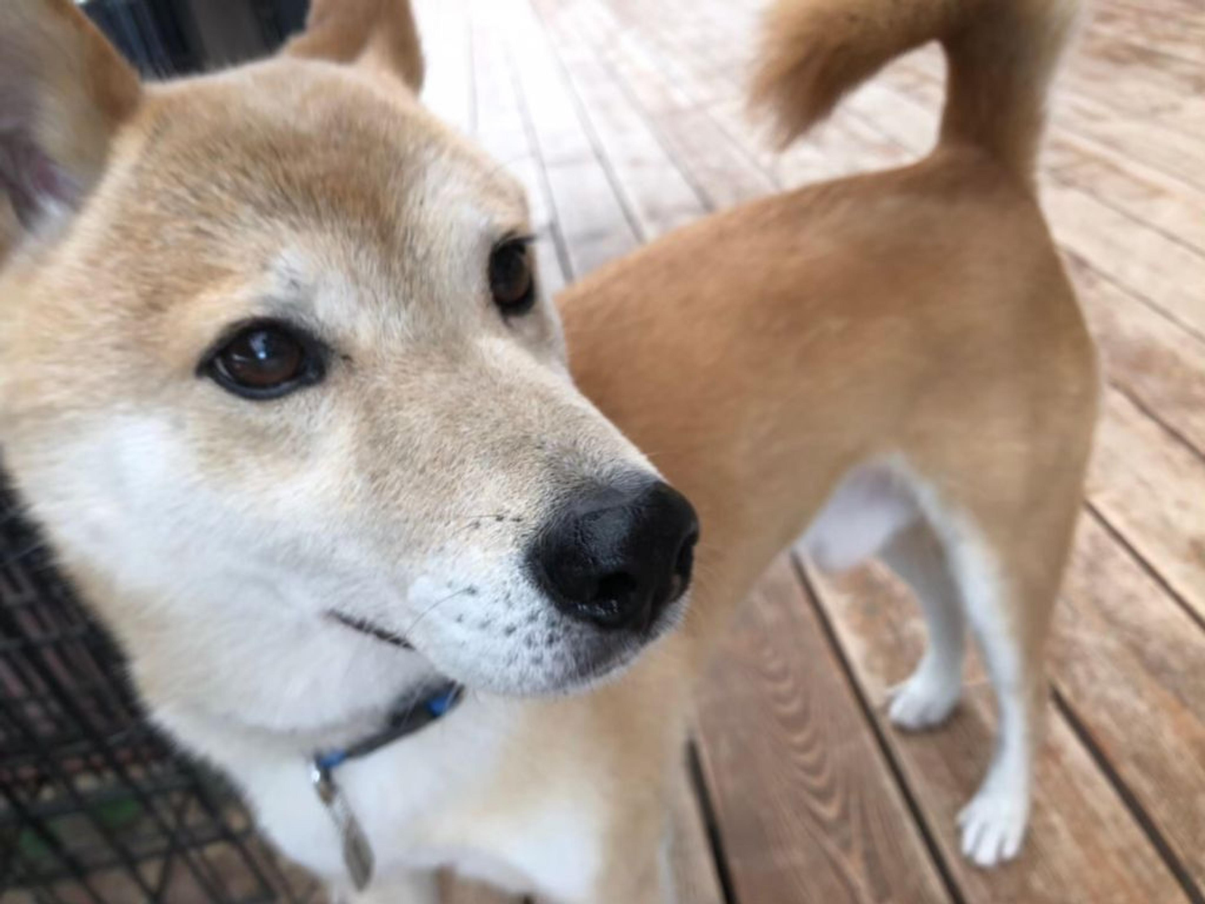 pet-image-4