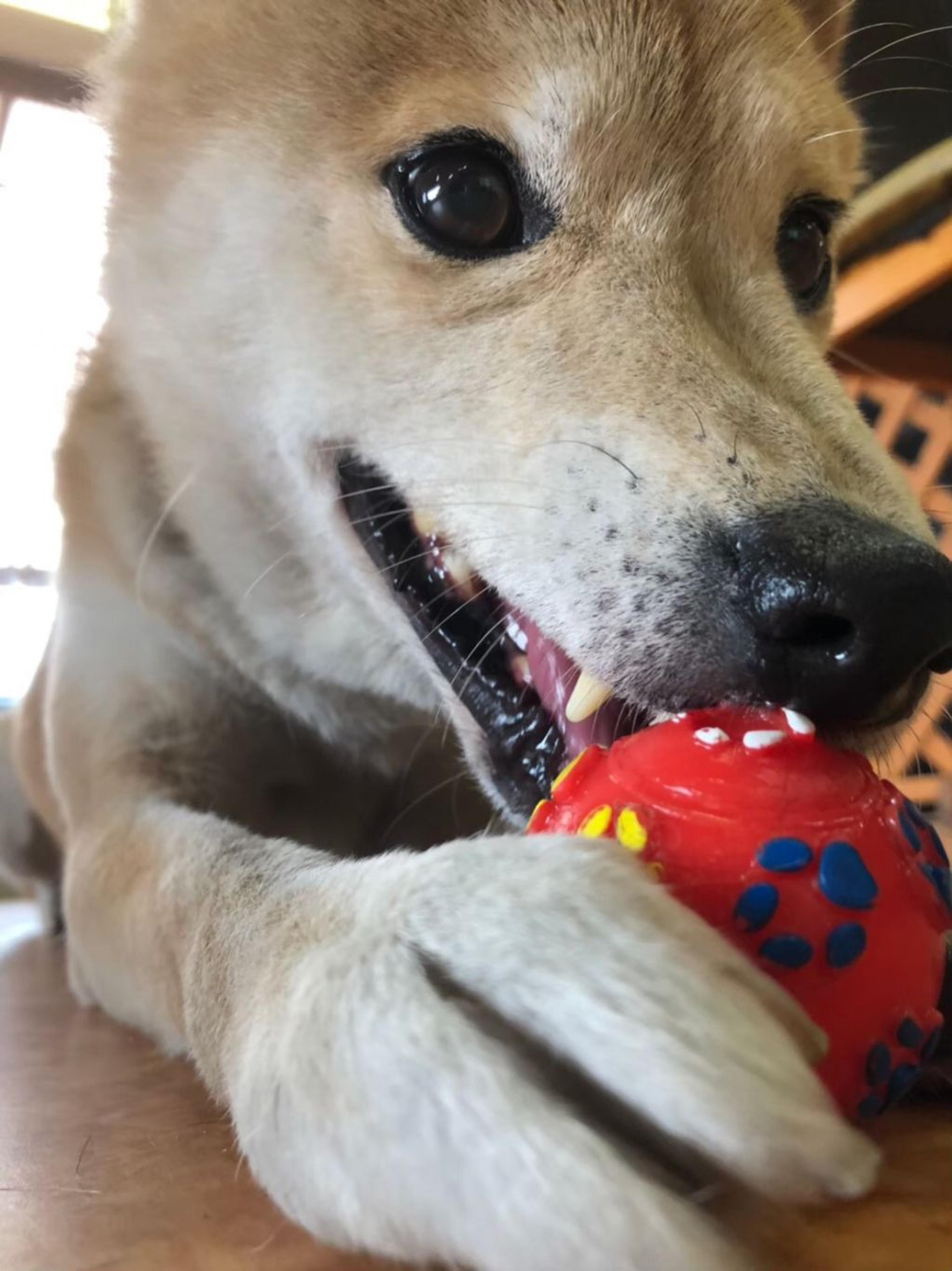 pet-image-5