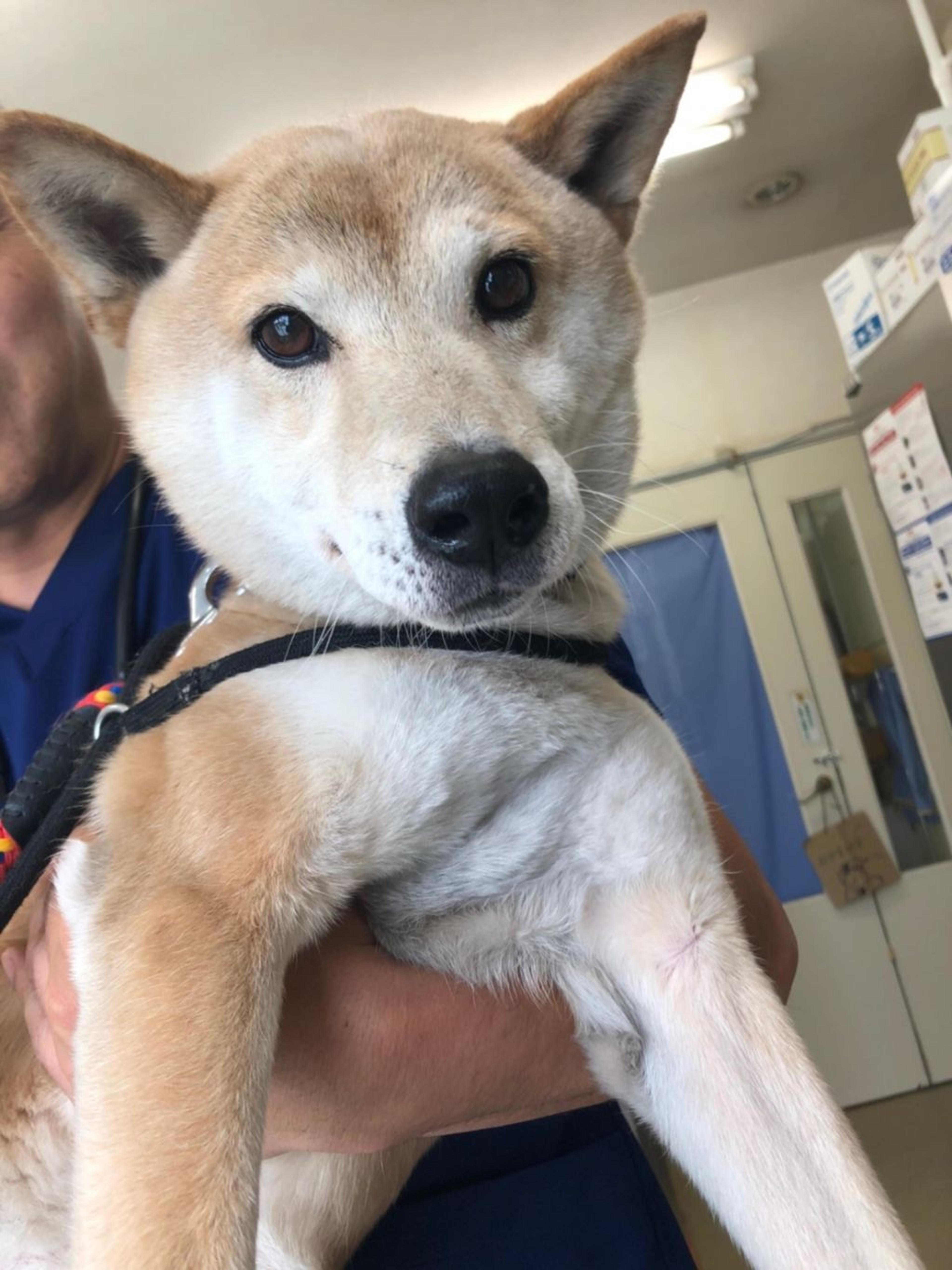 pet-image-6