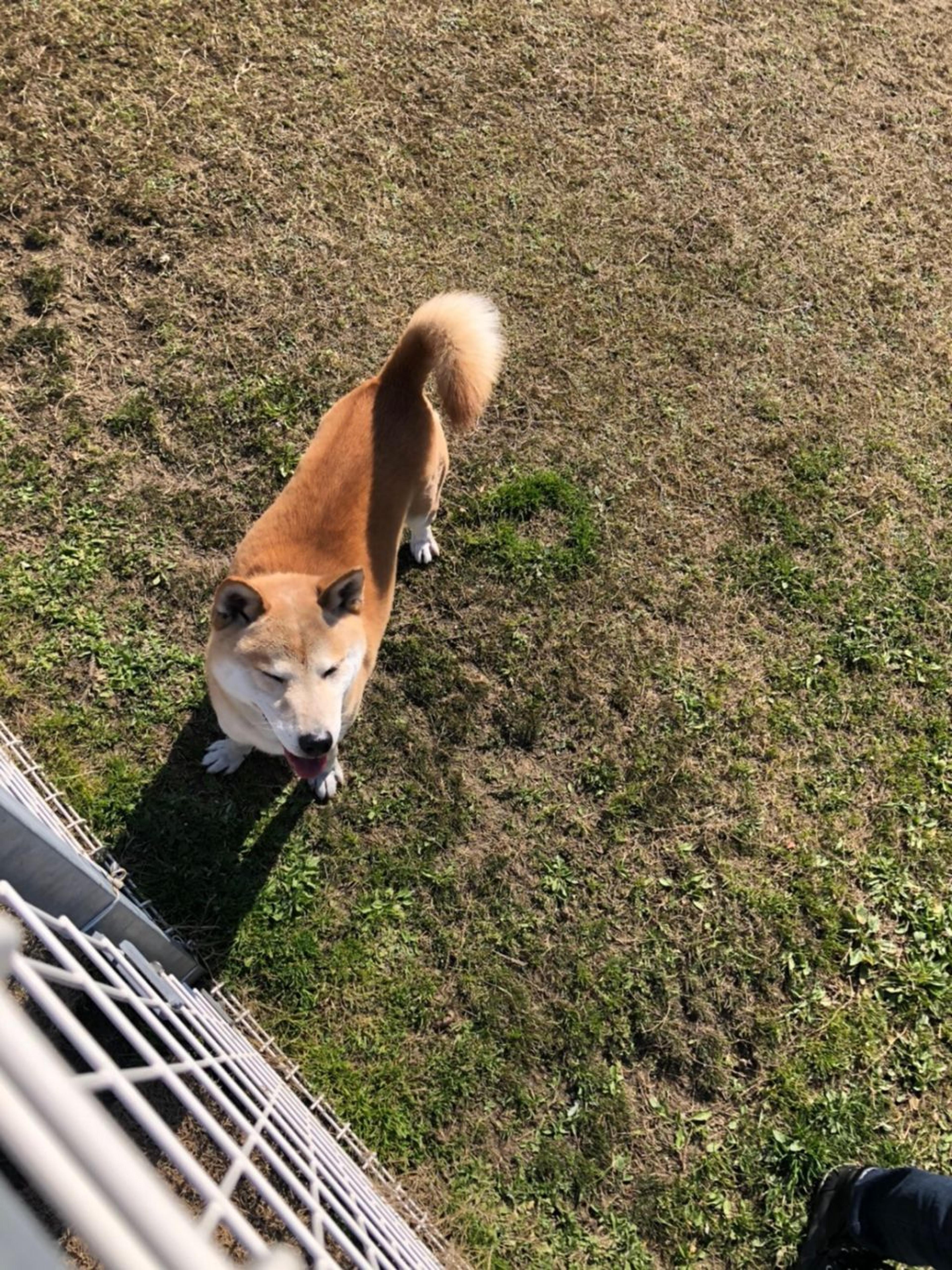 pet-image-2