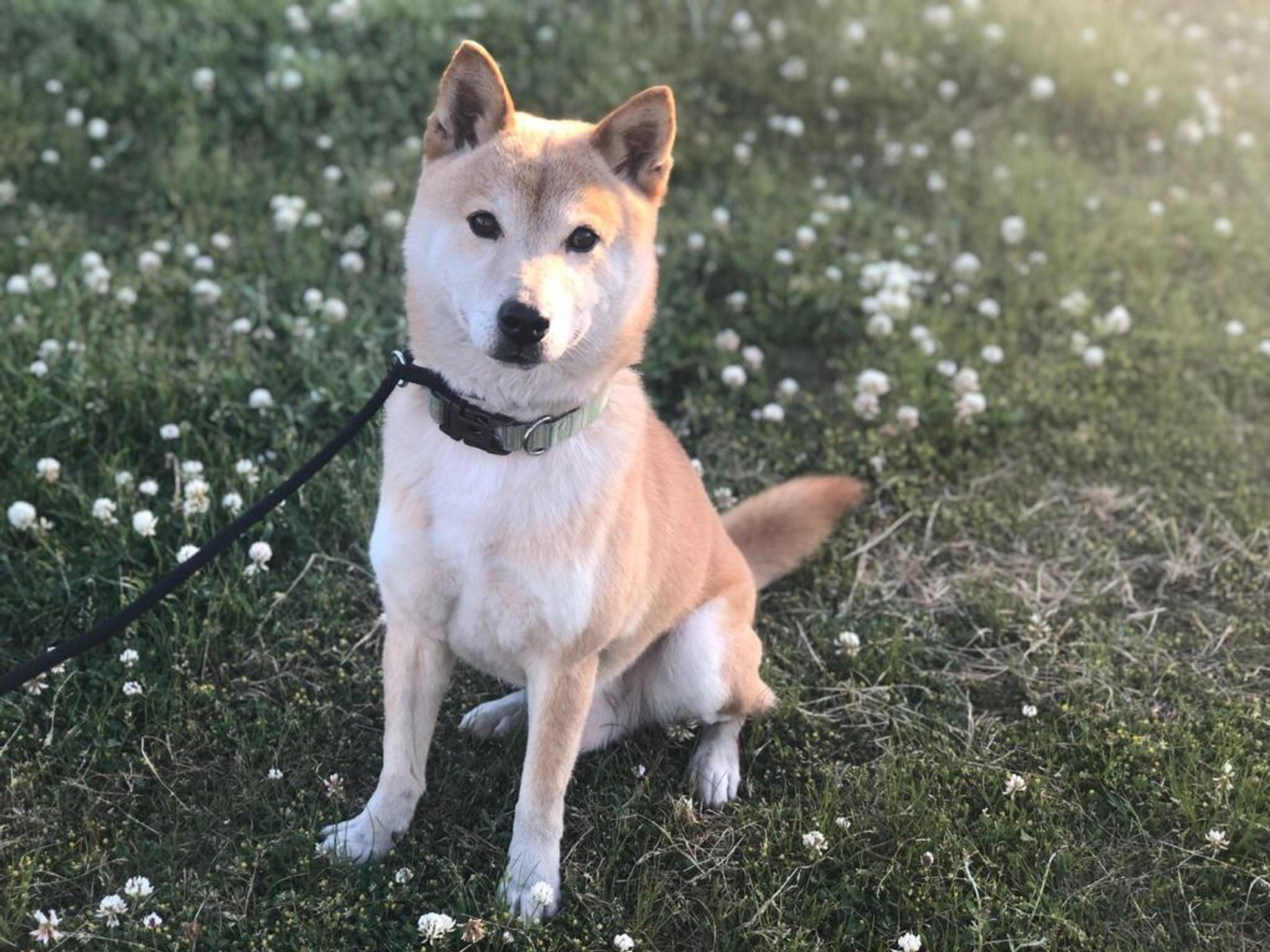 pet-image-3