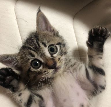 サッチモの写真