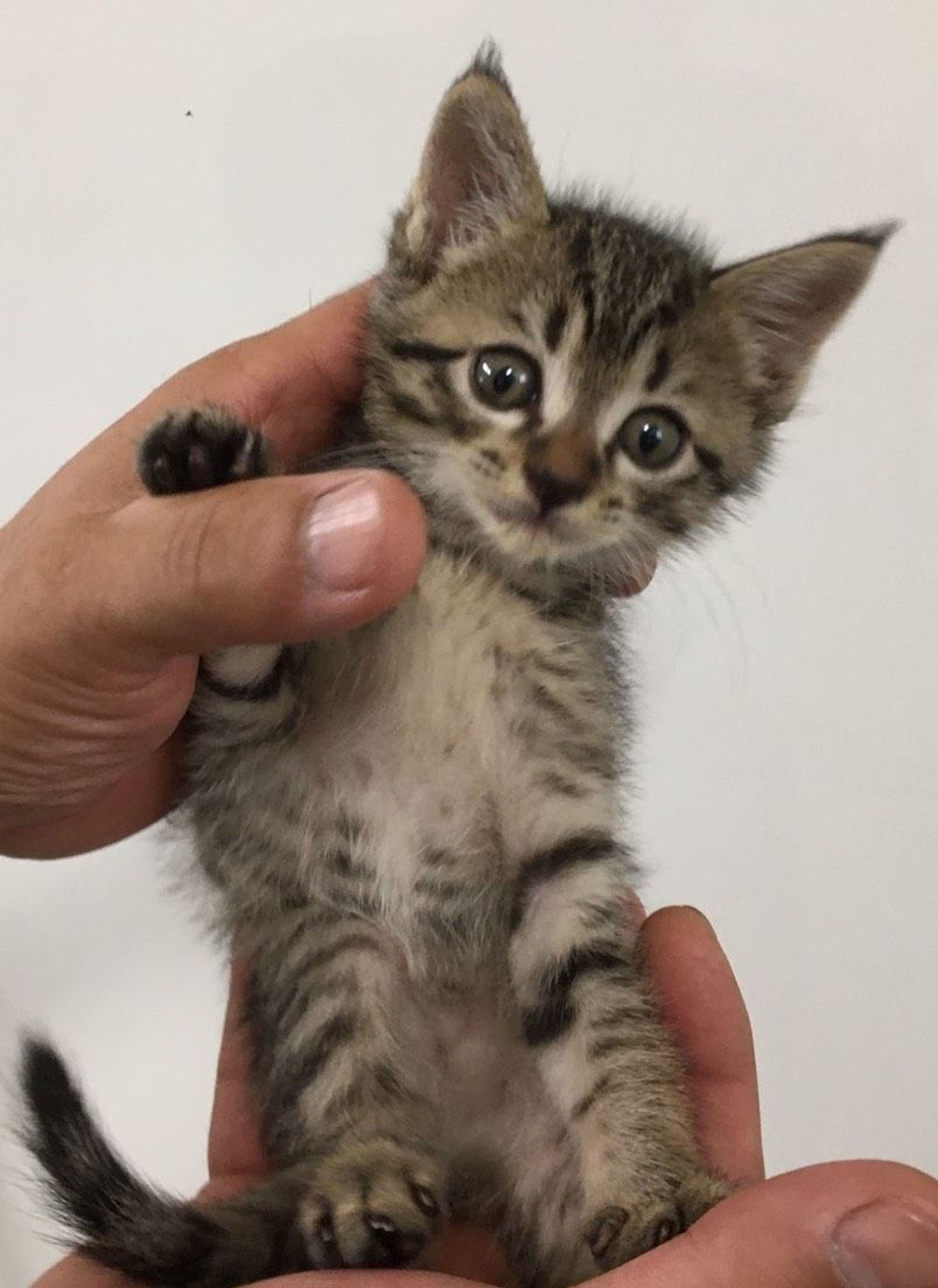 pet-image-4