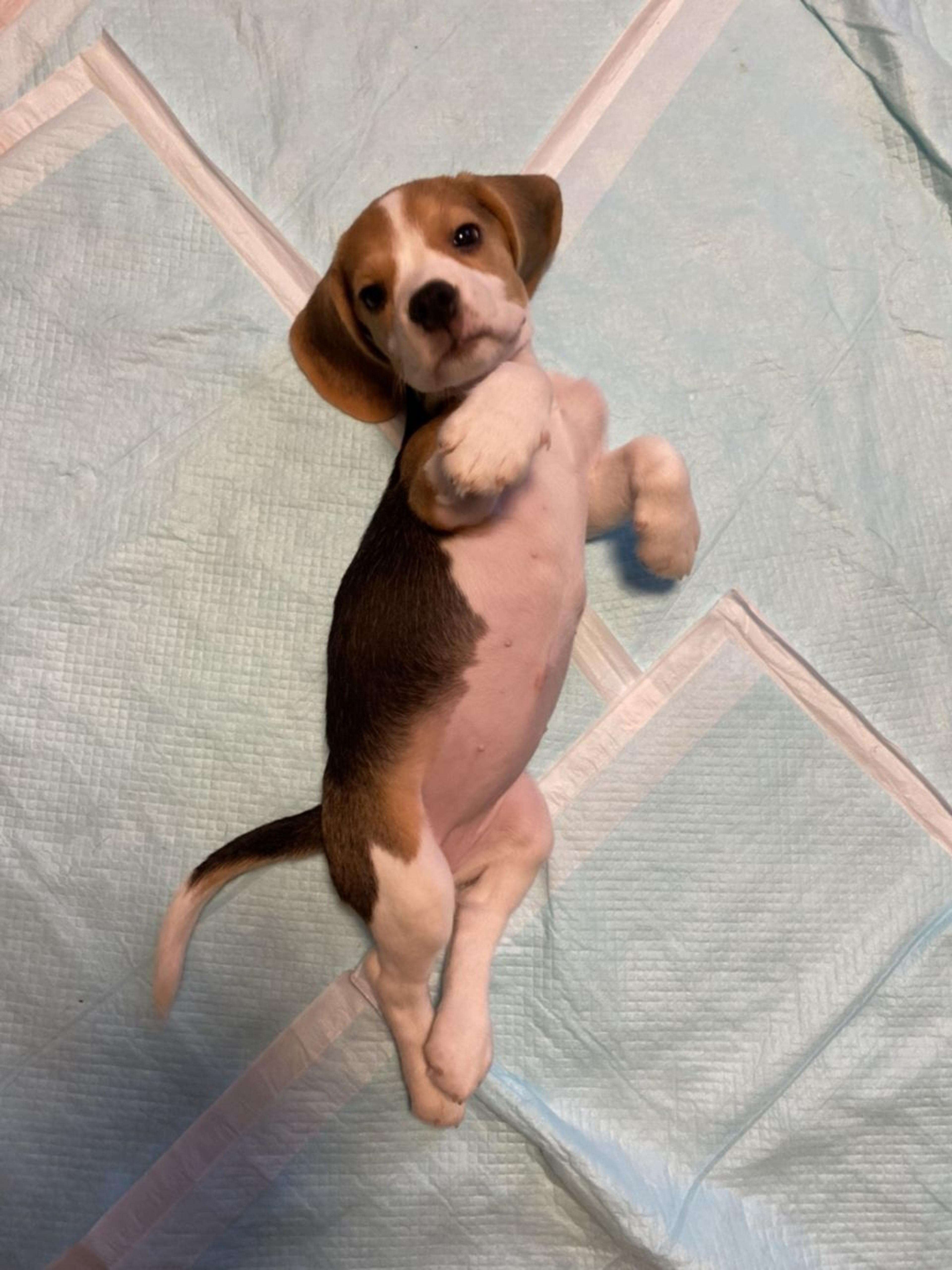 pet-image-2