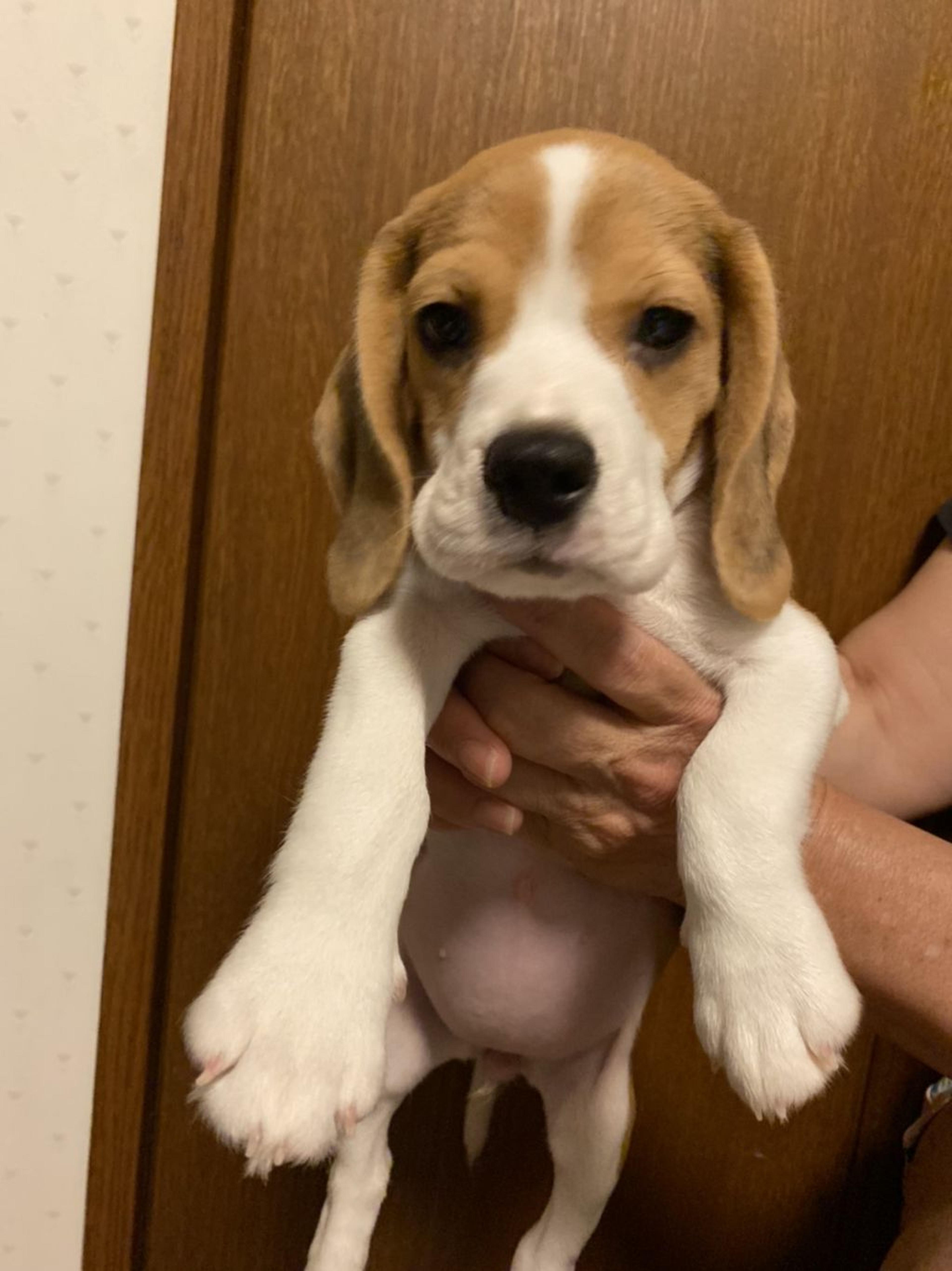 pet-image-3