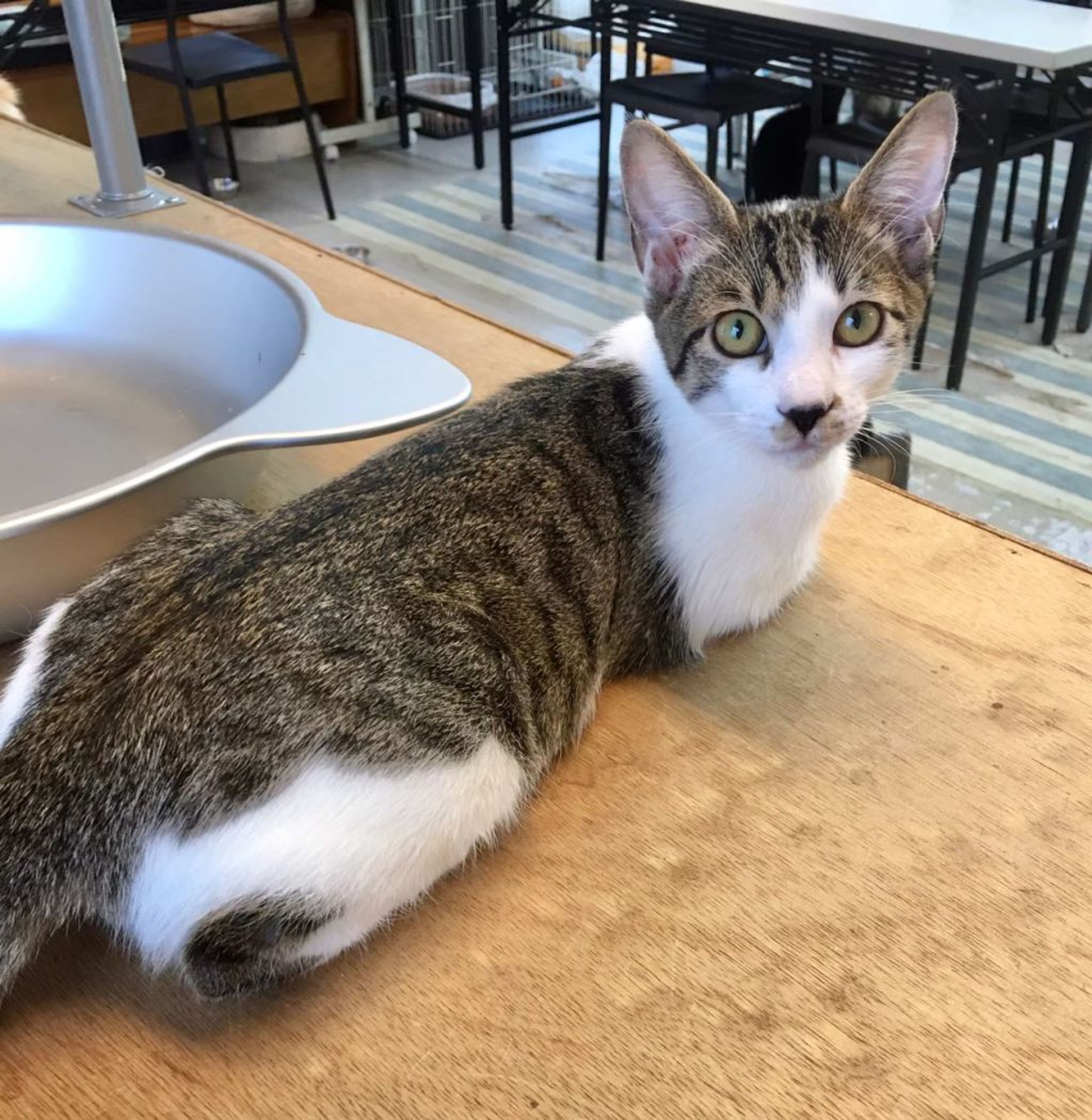 pet-image-2