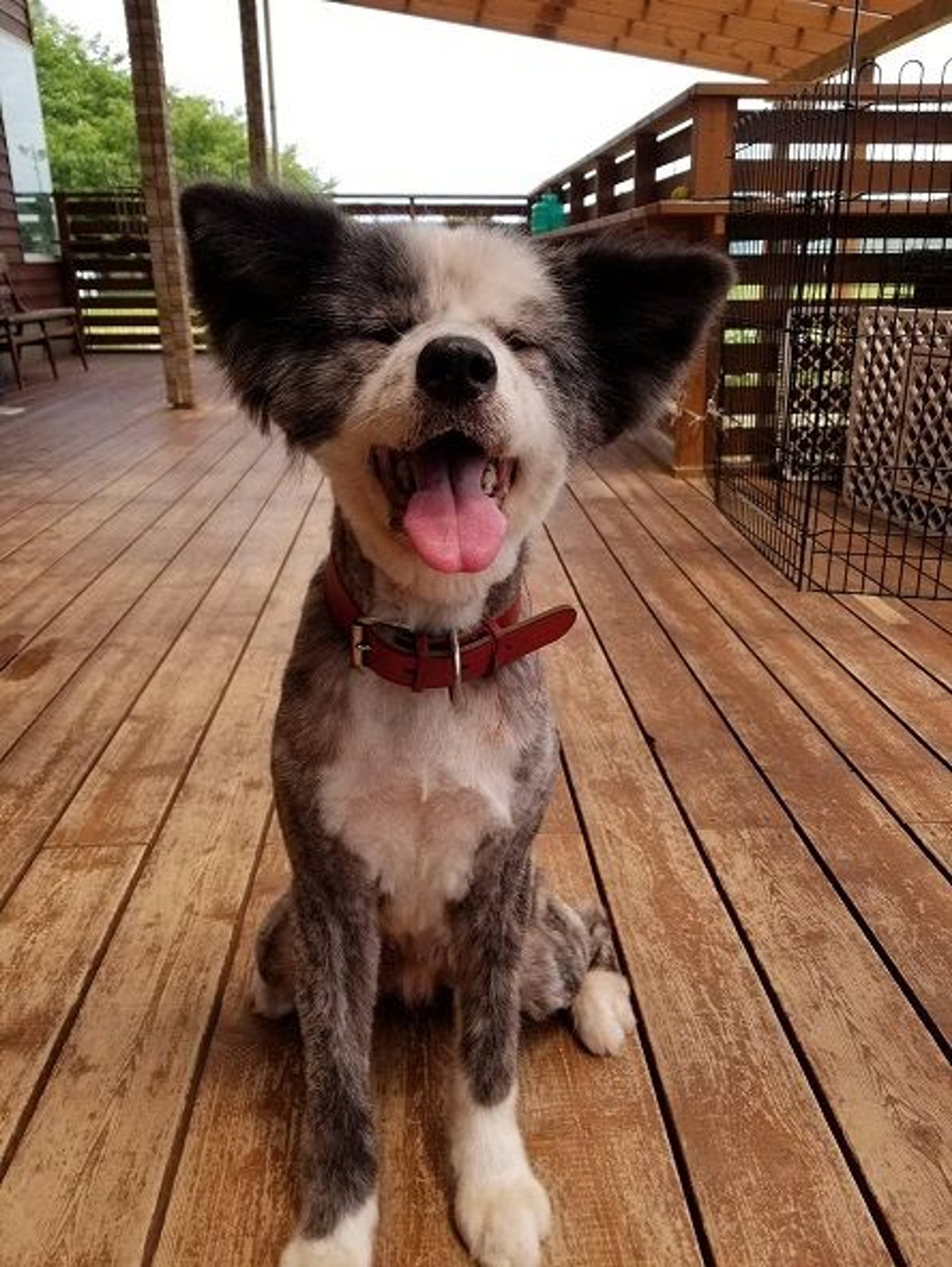 秋田犬・メスの里親募集の写真