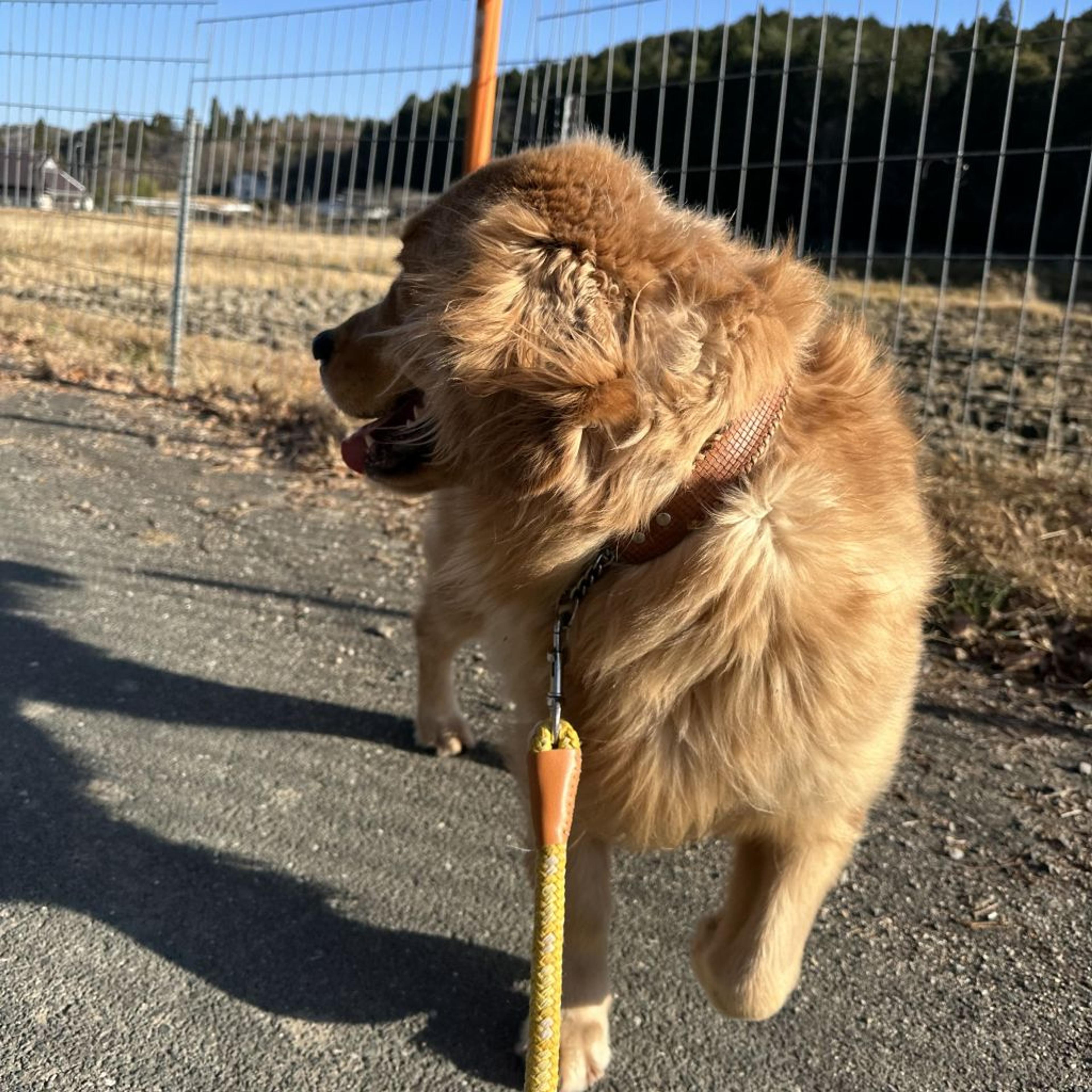 pet-image-4