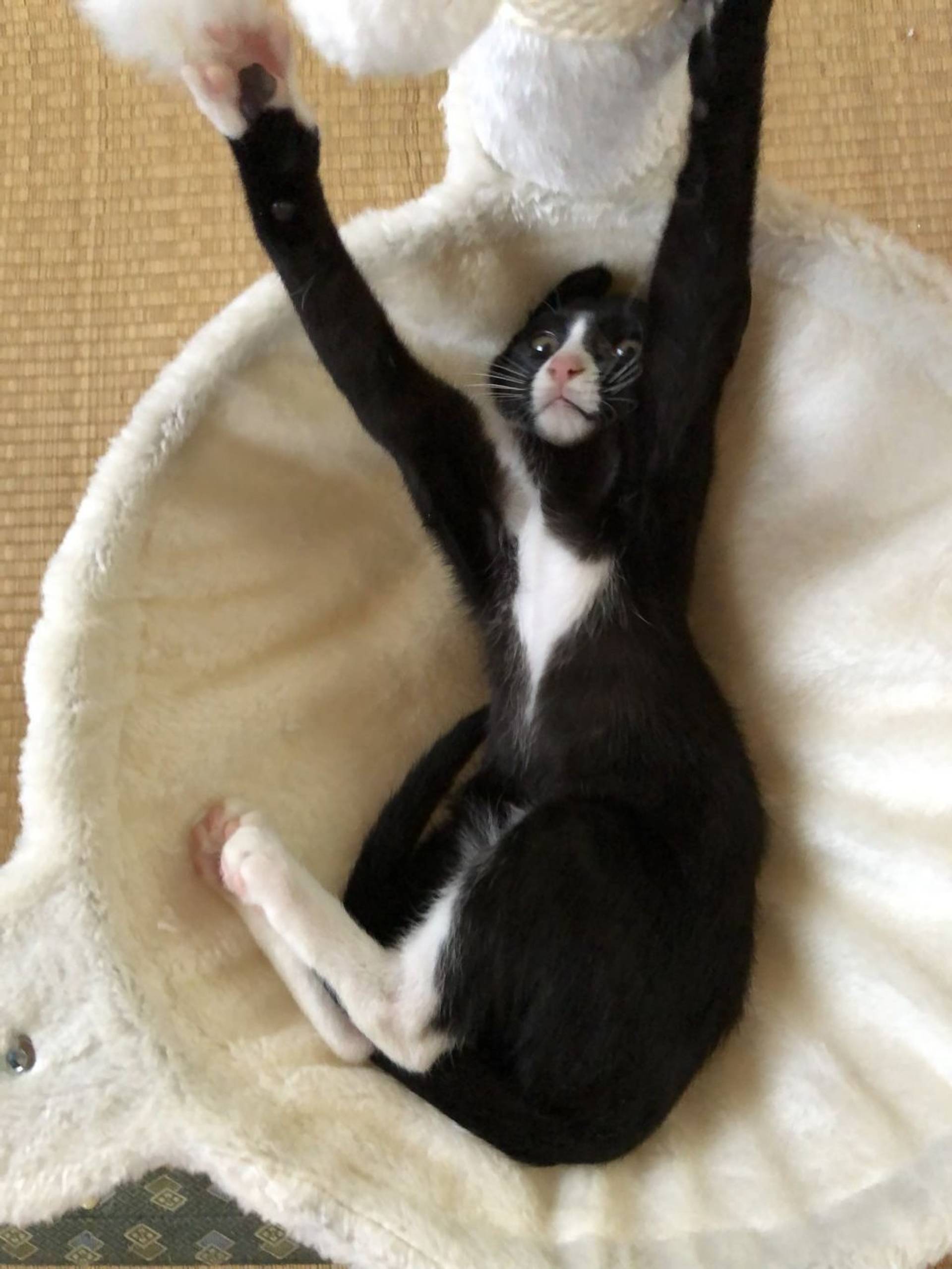 雑種（ミックス猫）・メスの里親募集の写真