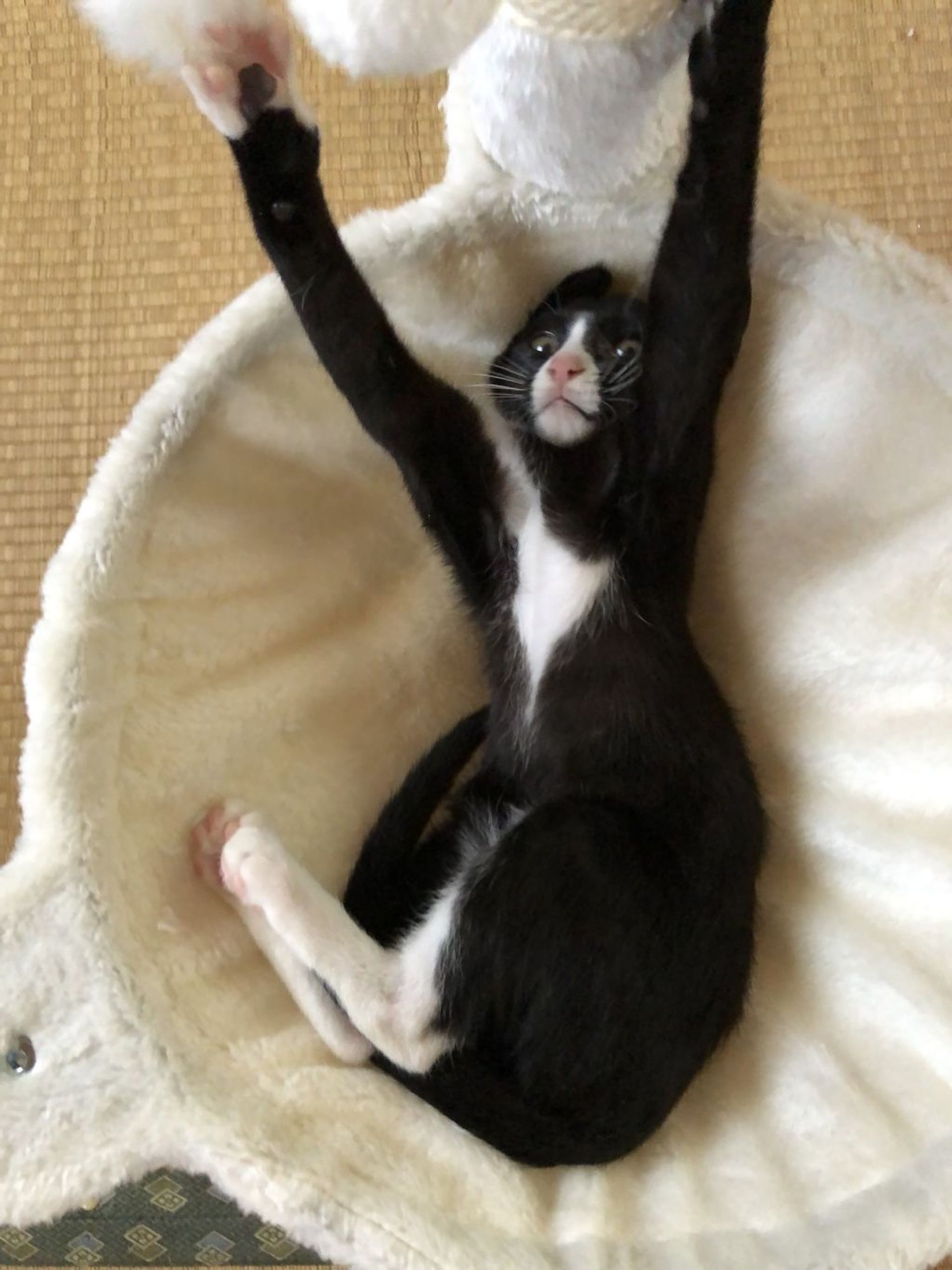 雑種（ミックス猫）・メスの里親募集の写真